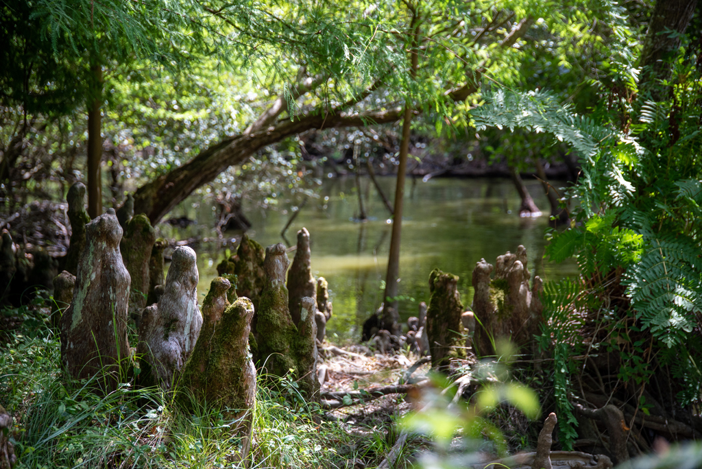 Réserve Naturelle du Courant d'Huchet, Léon - photo 2