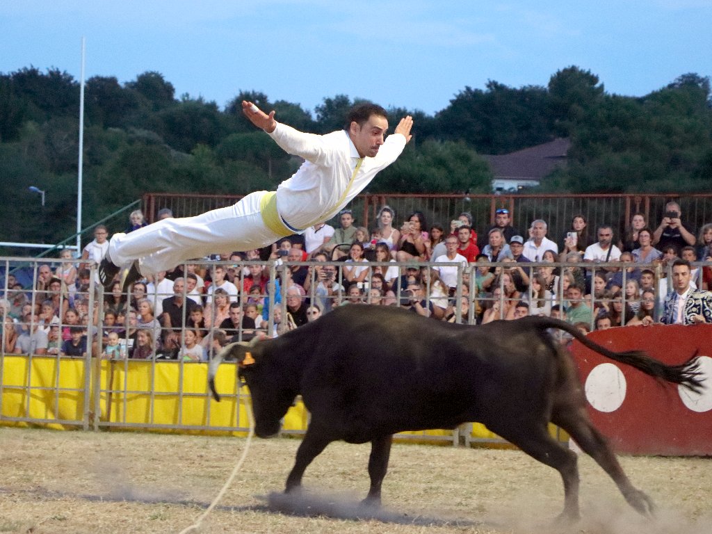 Courses de vaches landaises