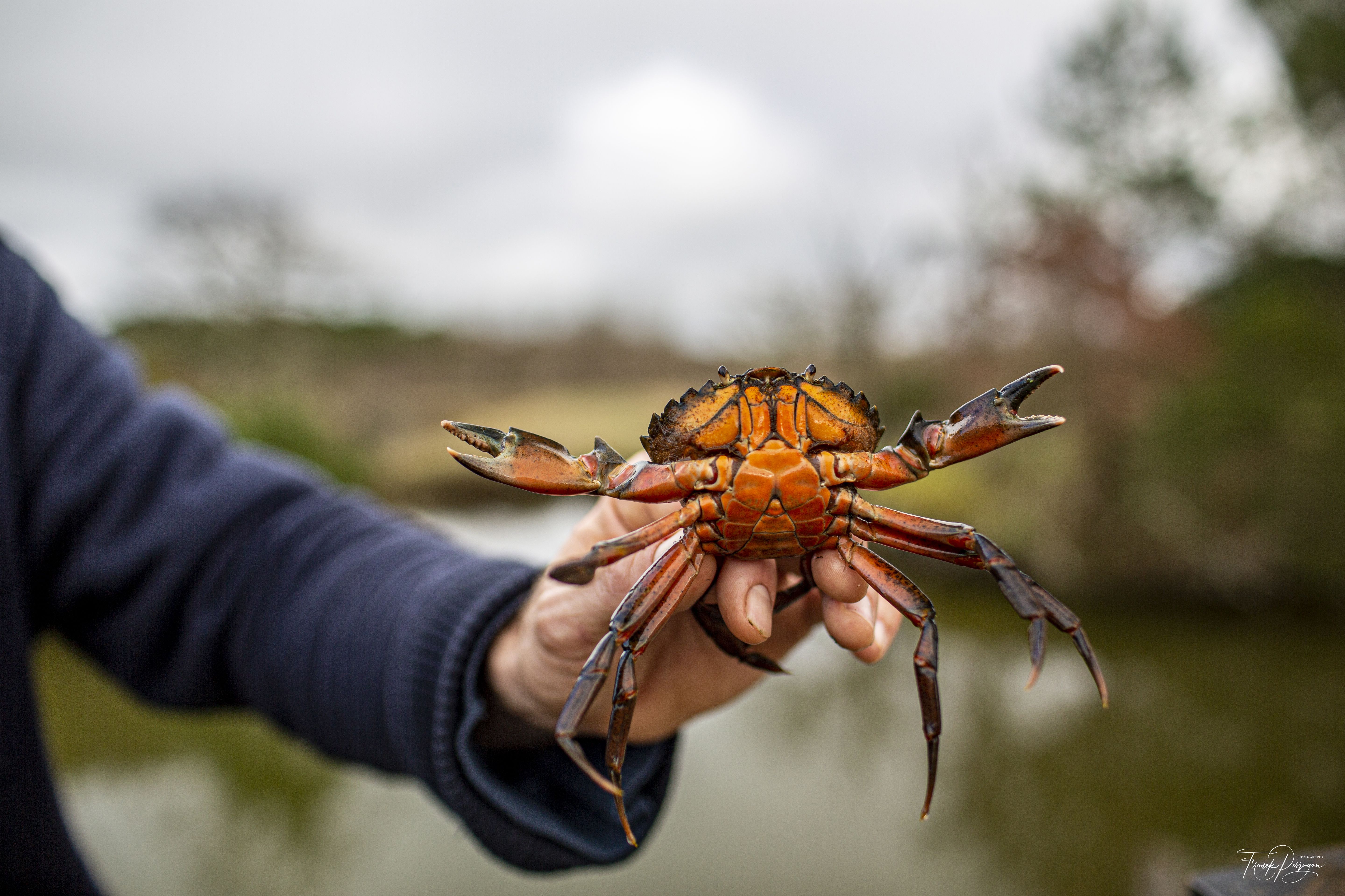 Pêche aux crabes