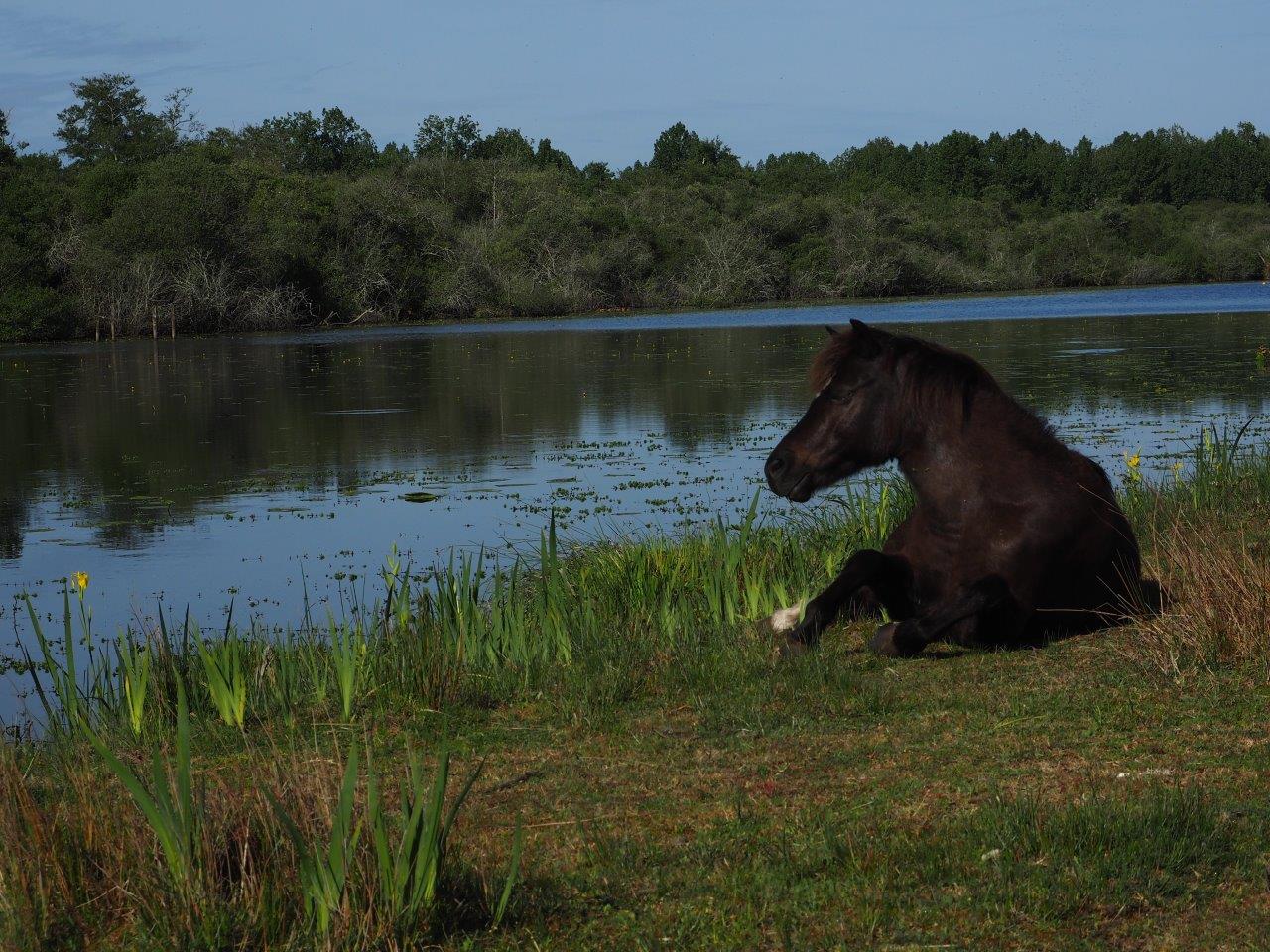Promenade nature au Lac d’Aureilhan — photo 3