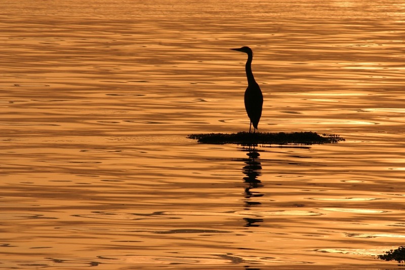 Matinale de l'été à Terres d'Oiseaux, Braud-et-Saint-Louis - photo 3