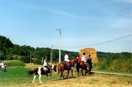 Crinière au vent