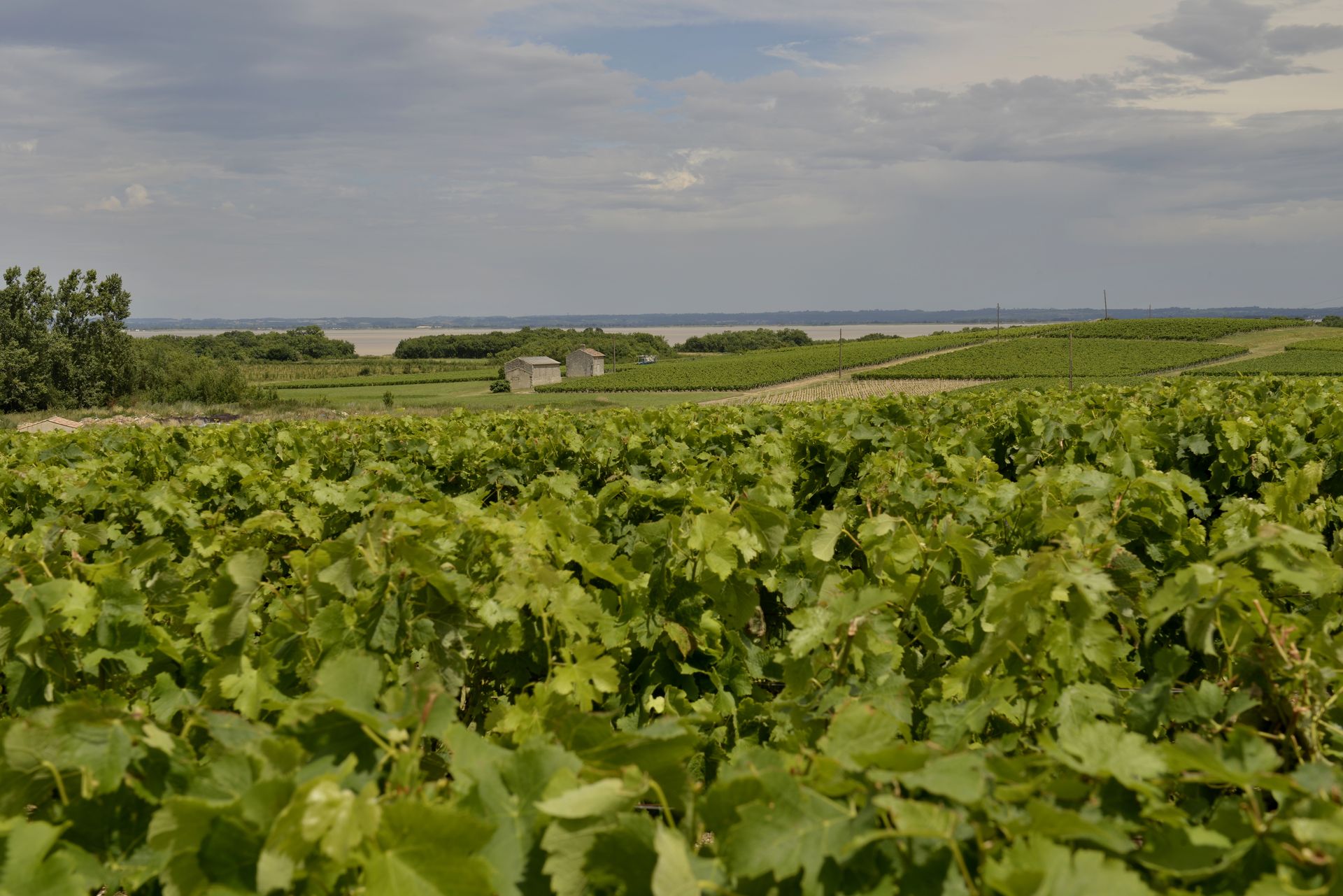 Château Croix du Trale - photo 2