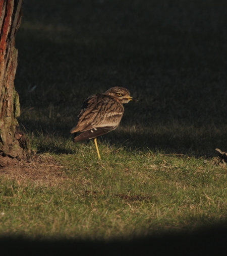 Plaines agricoles du Verteillacois, Gout-Rossignol - photo 6