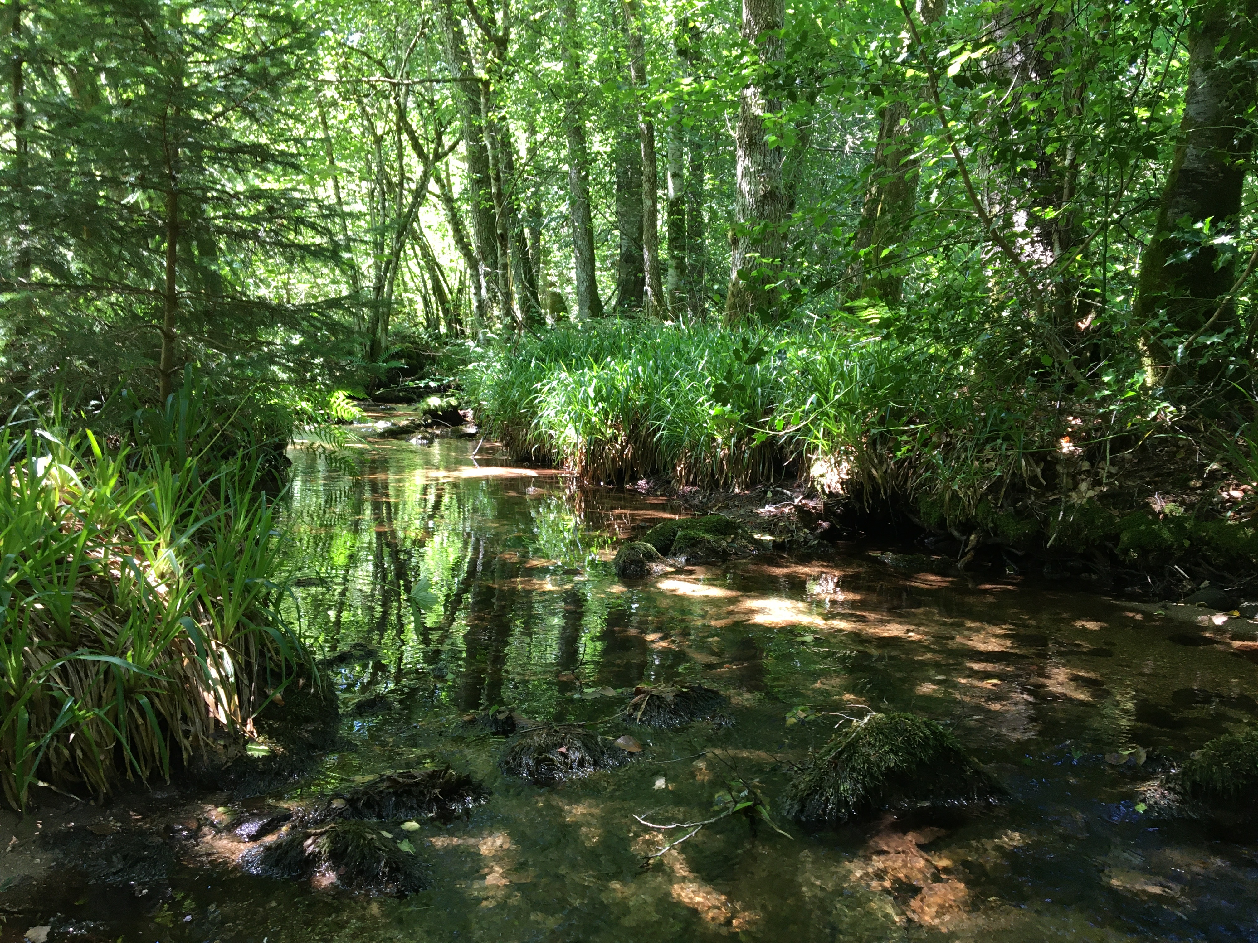 De feuilles en aiguilles, Ambrugeat