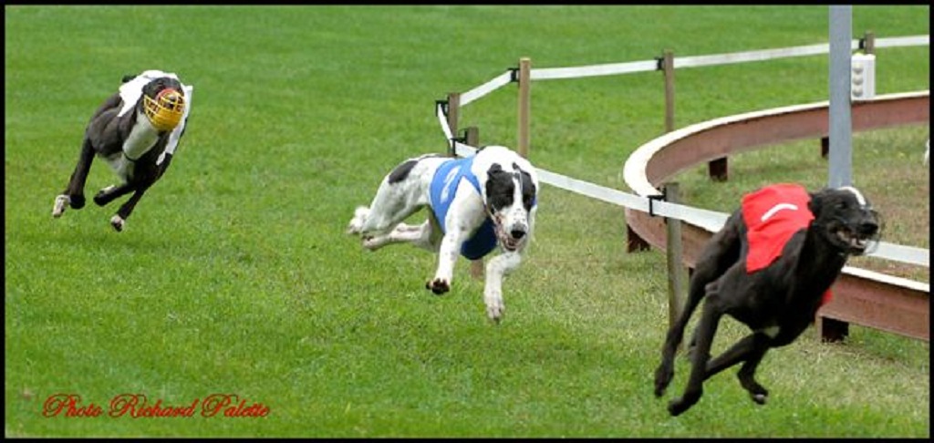 Cynodrome International Roger Champagnat