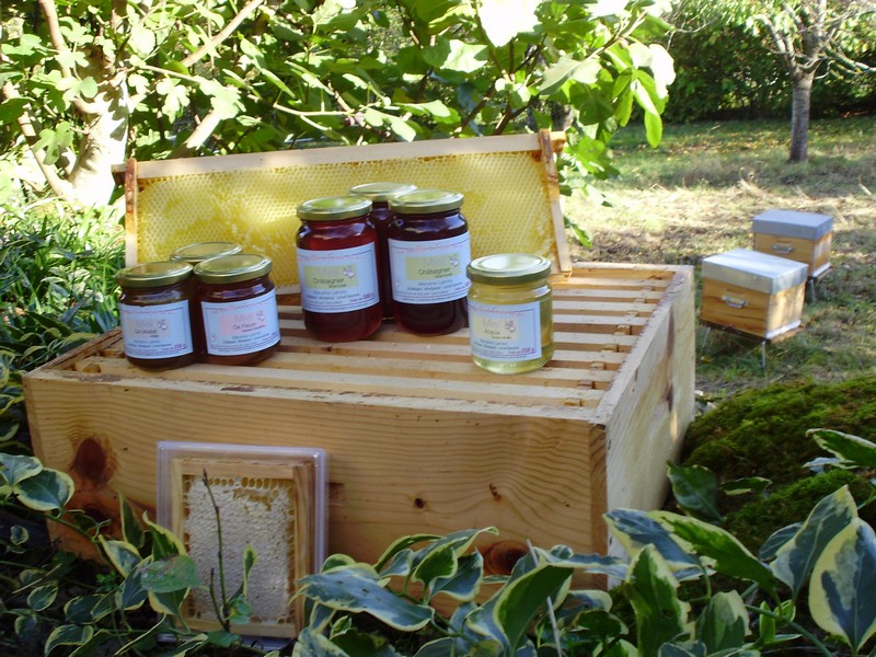 Une abeille à l’orée du bois