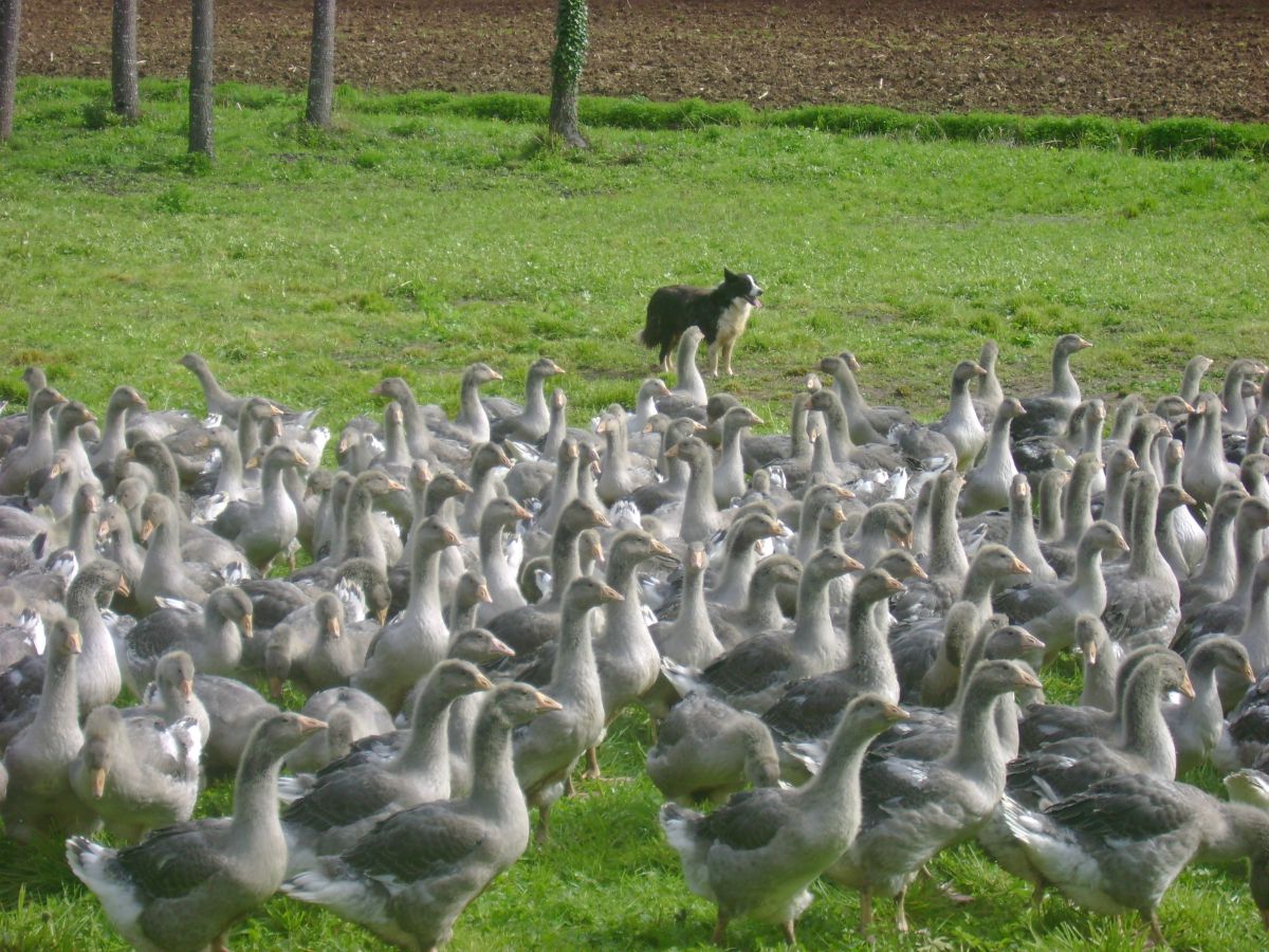 Ferme de Labrot - photo 2