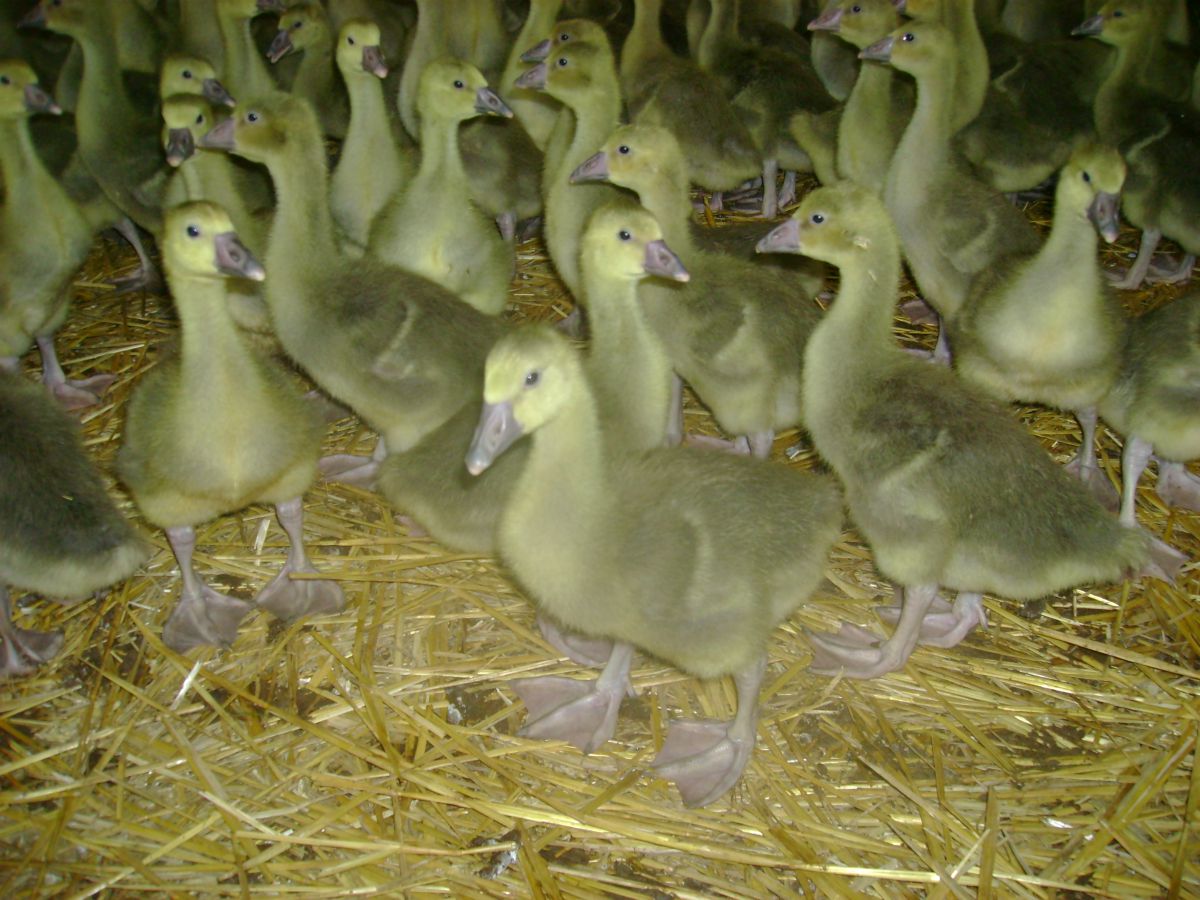 Ferme de Labrot - photo 5