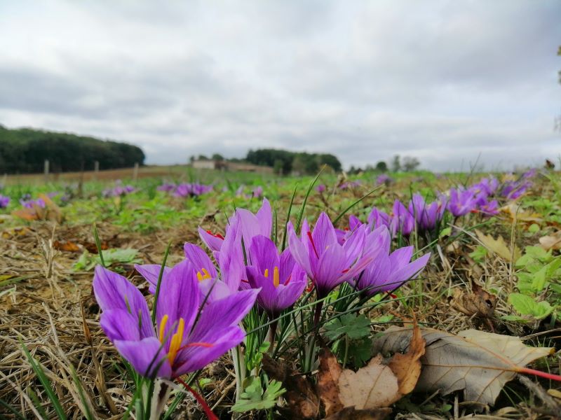 Le Rendez-vous des Fins Gourmets - photo 2