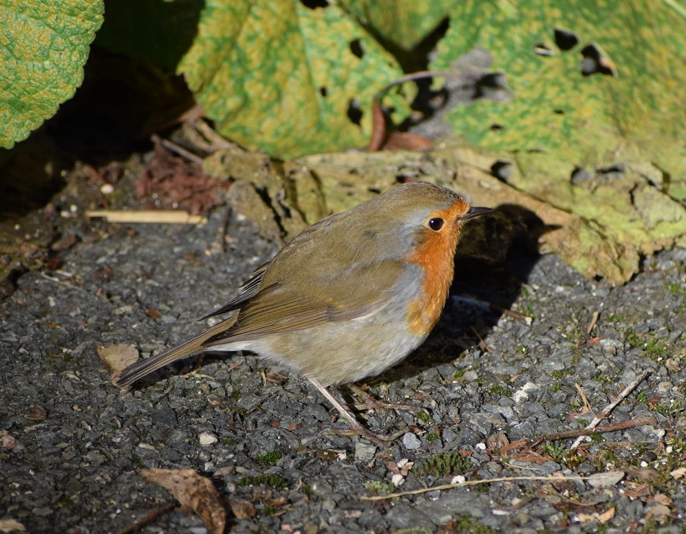 Boucle de Boursaneix, Firbeix