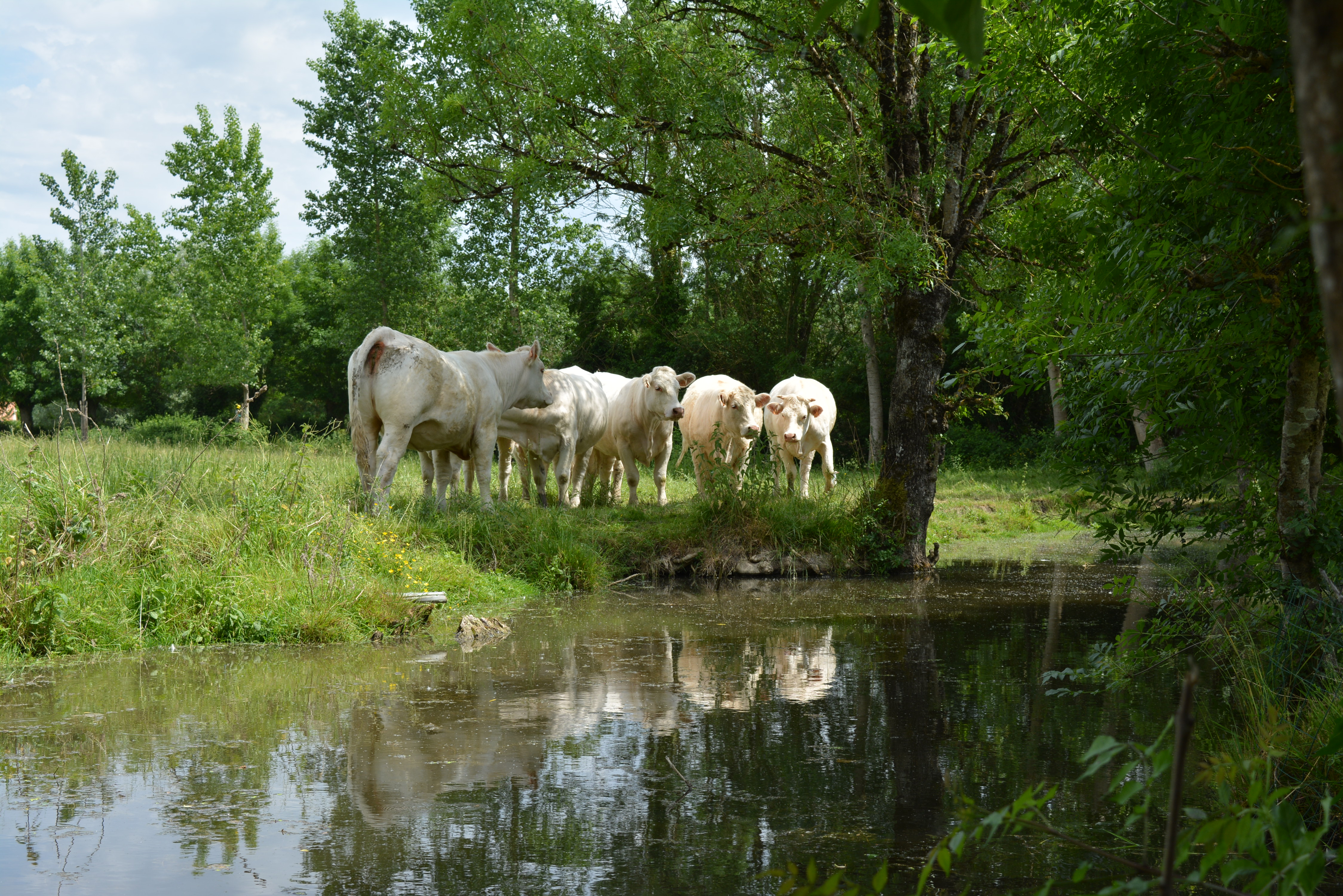 Gîte "La Cabane à Doudou", Coulon - photo 31