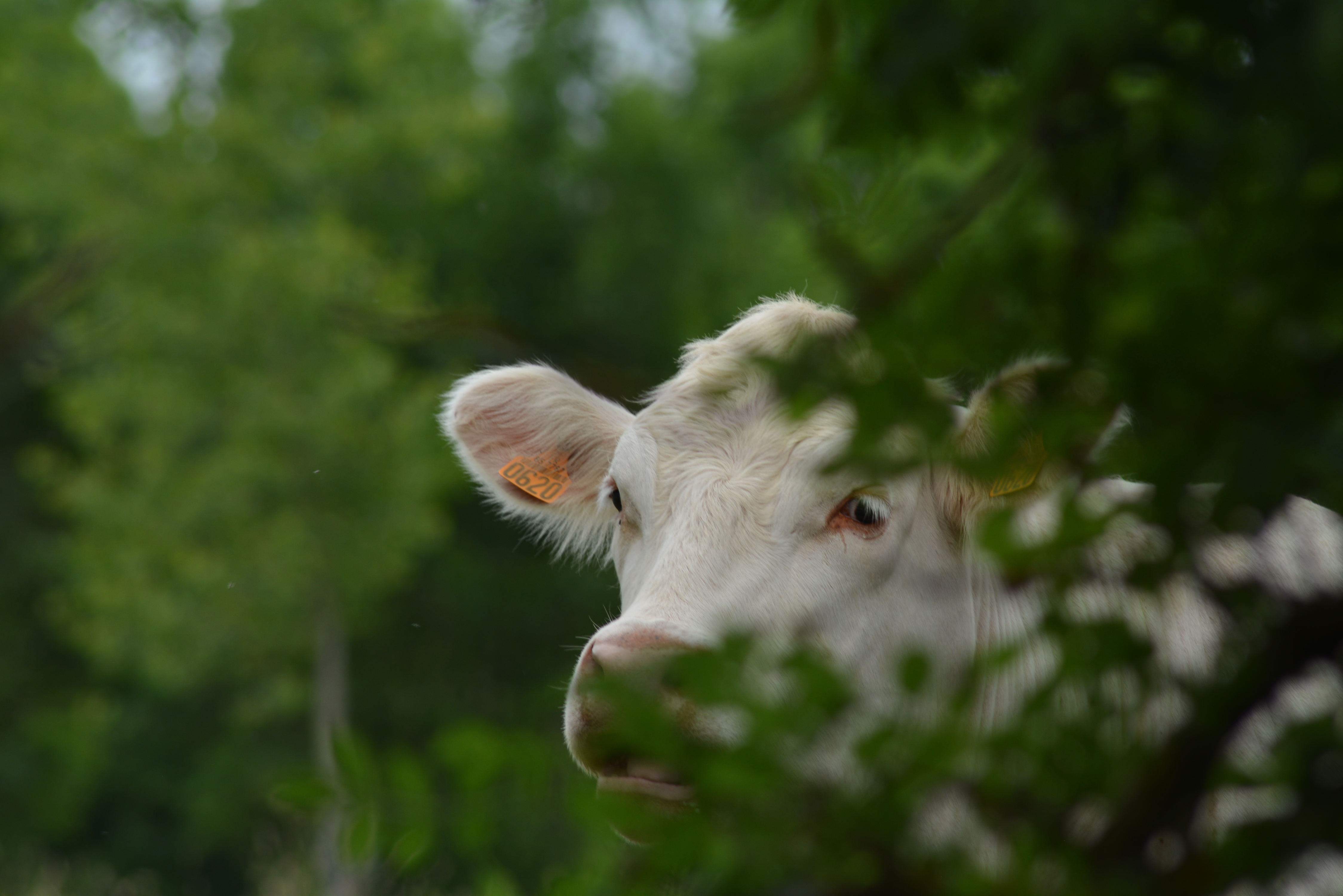 Gîte "La Cabane à Doudou", Coulon - photo 34