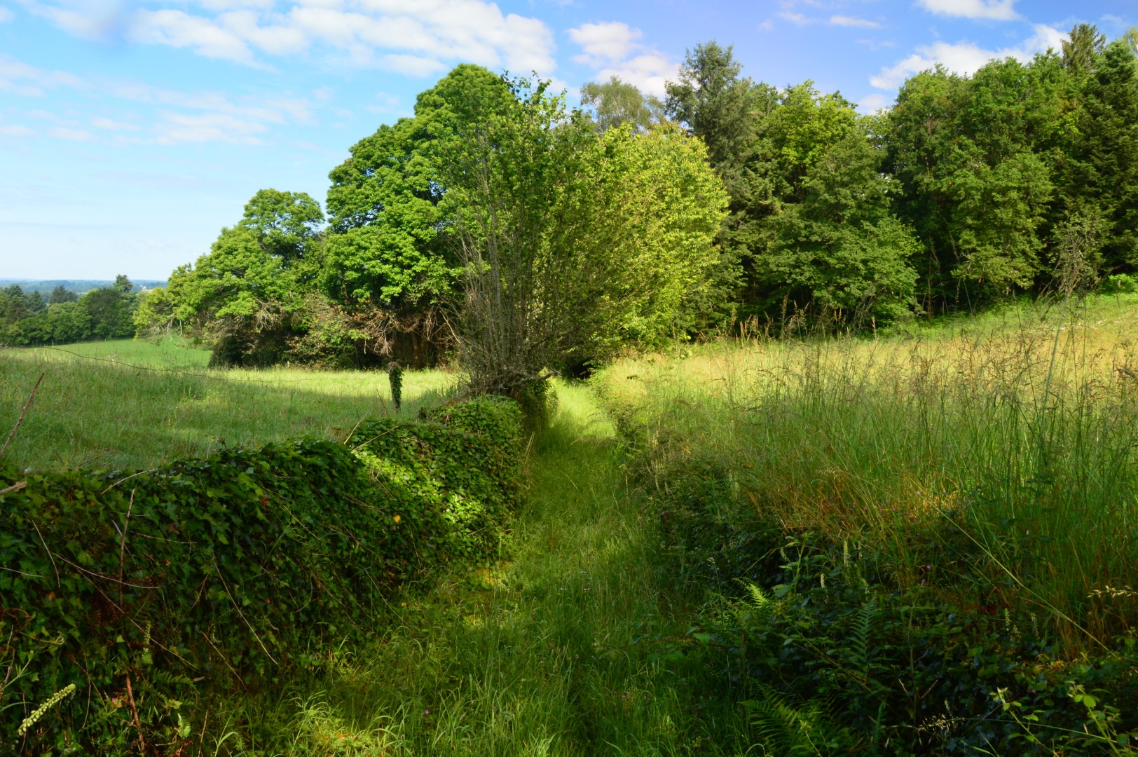 Circuit Pédestre N° 54 : Le chemin de l'Etang — photo 3