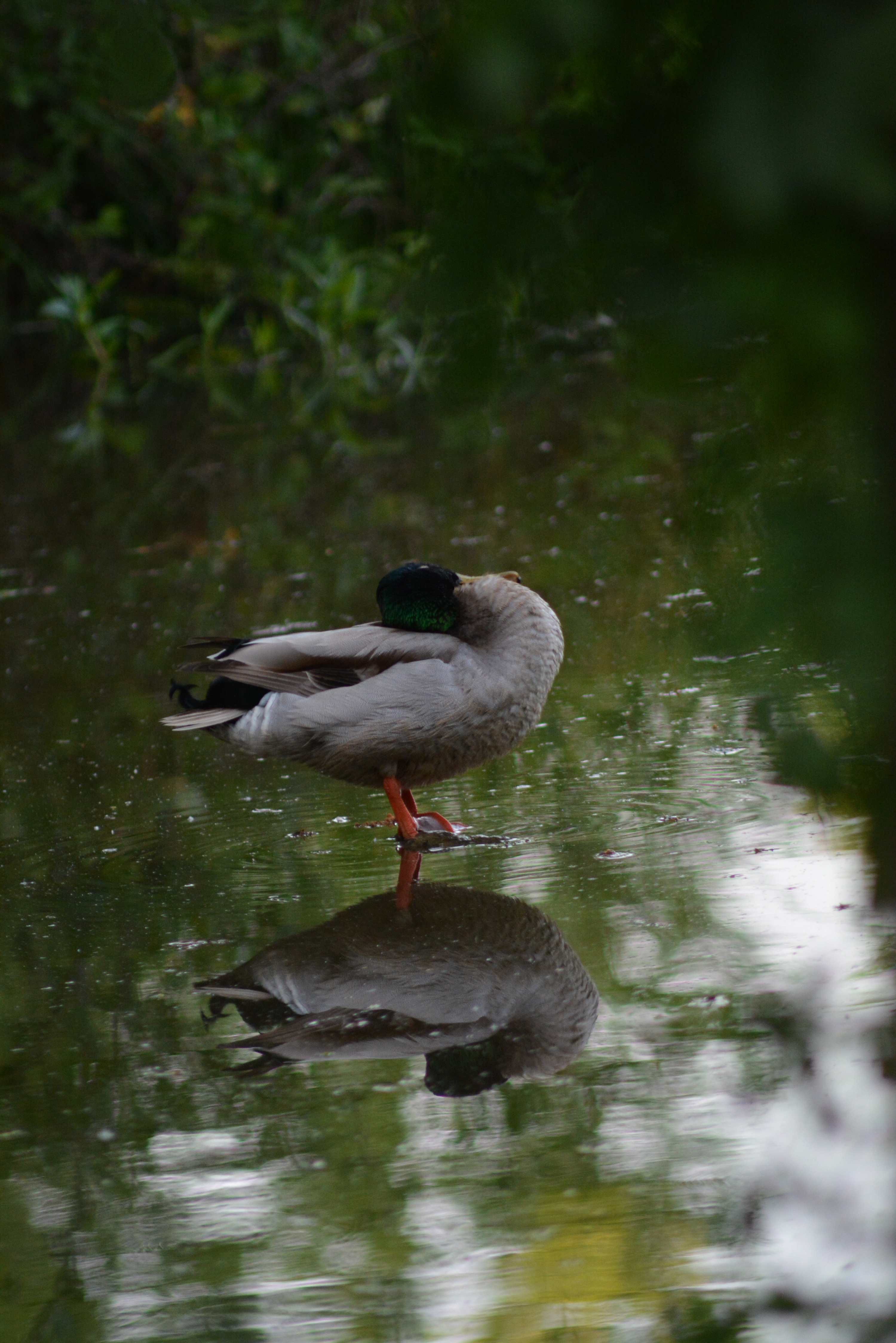 Gîte "La Cabane à Doudou", Coulon - photo 17