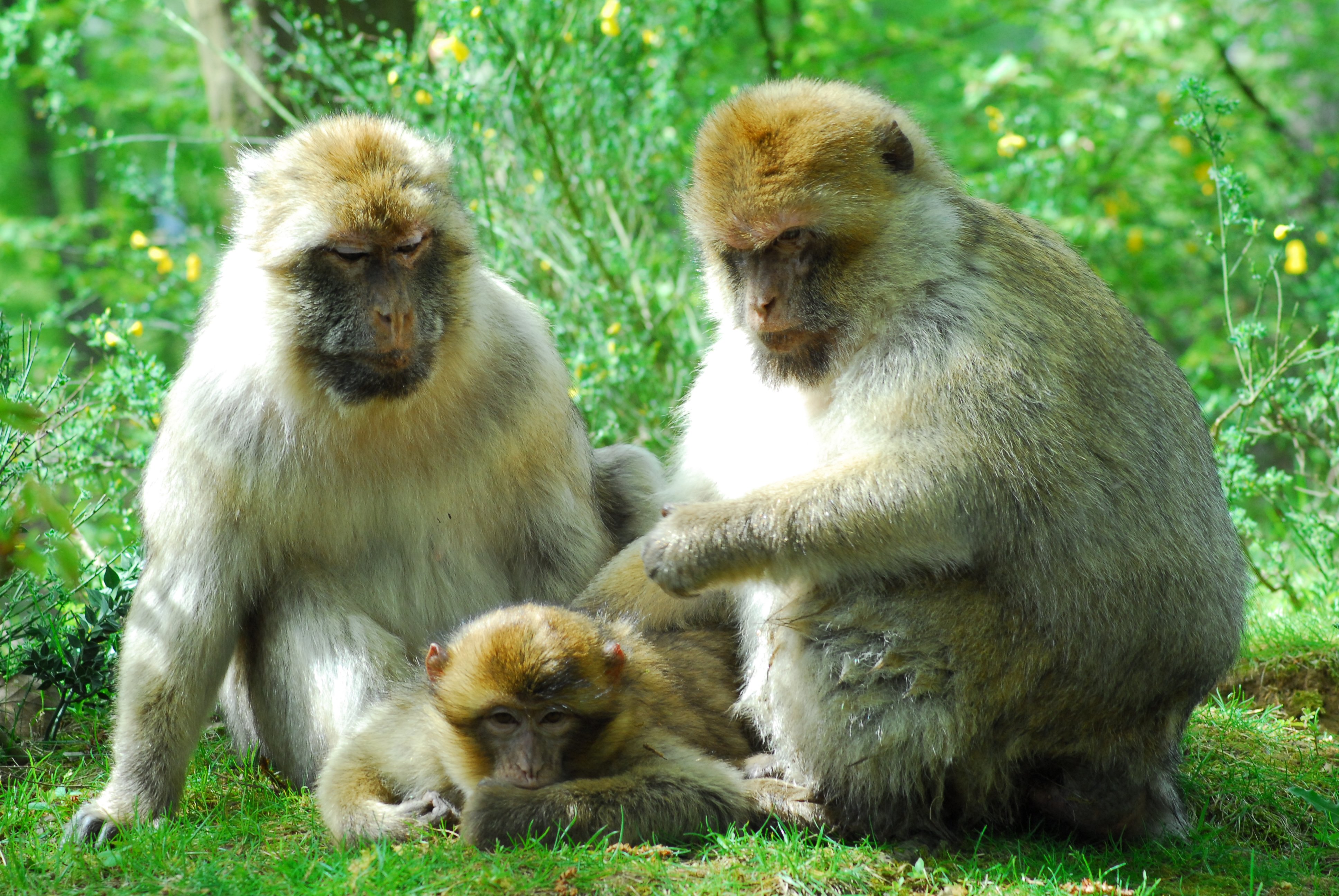 La Vallée des Singes, Romagne - photo 2