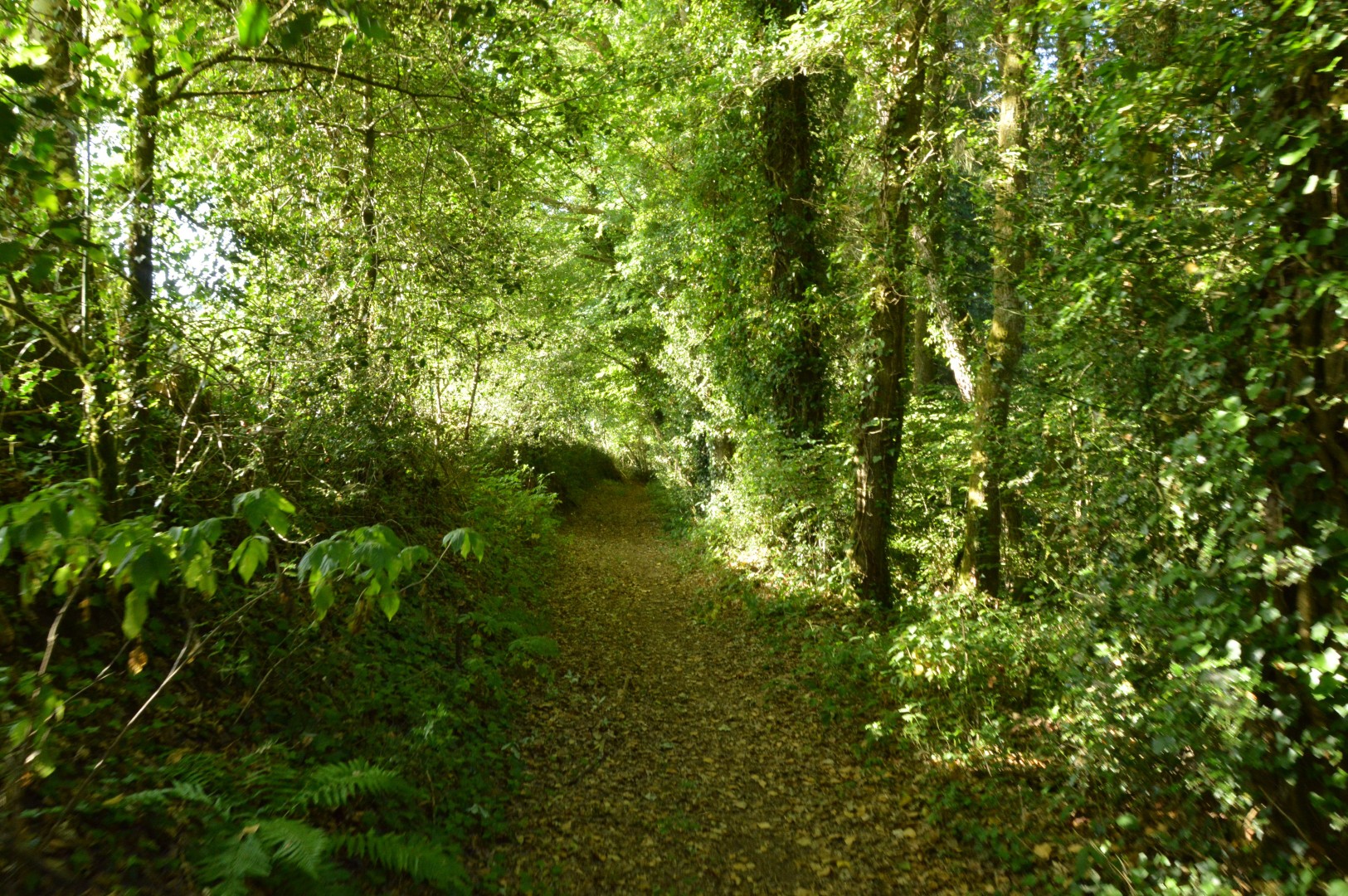 Randonnée pédestre : circuit bleu