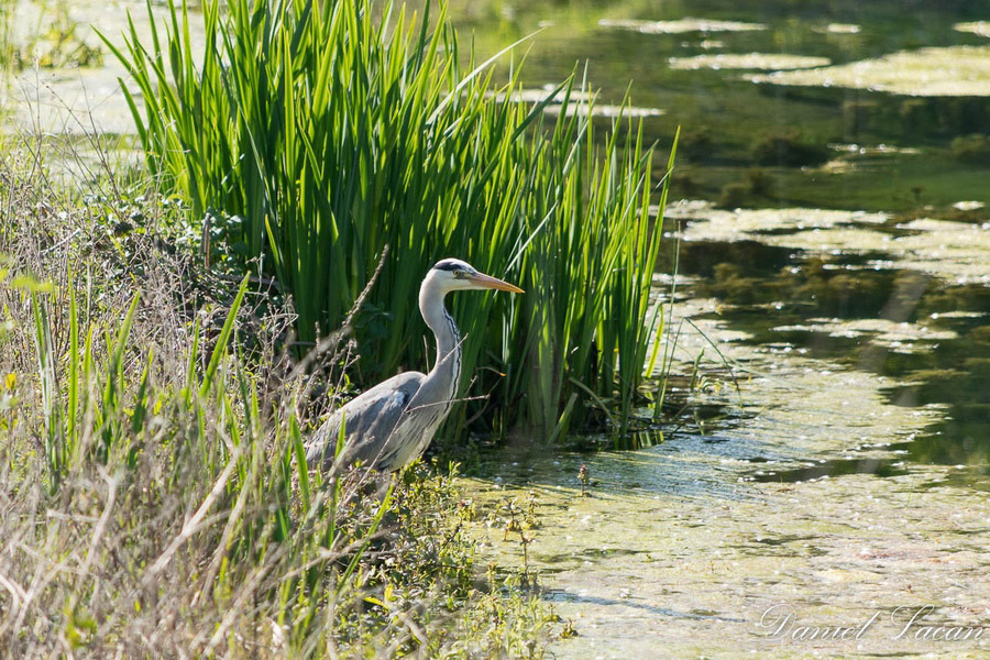 Boucle du Lac - Bergerac - photo 3