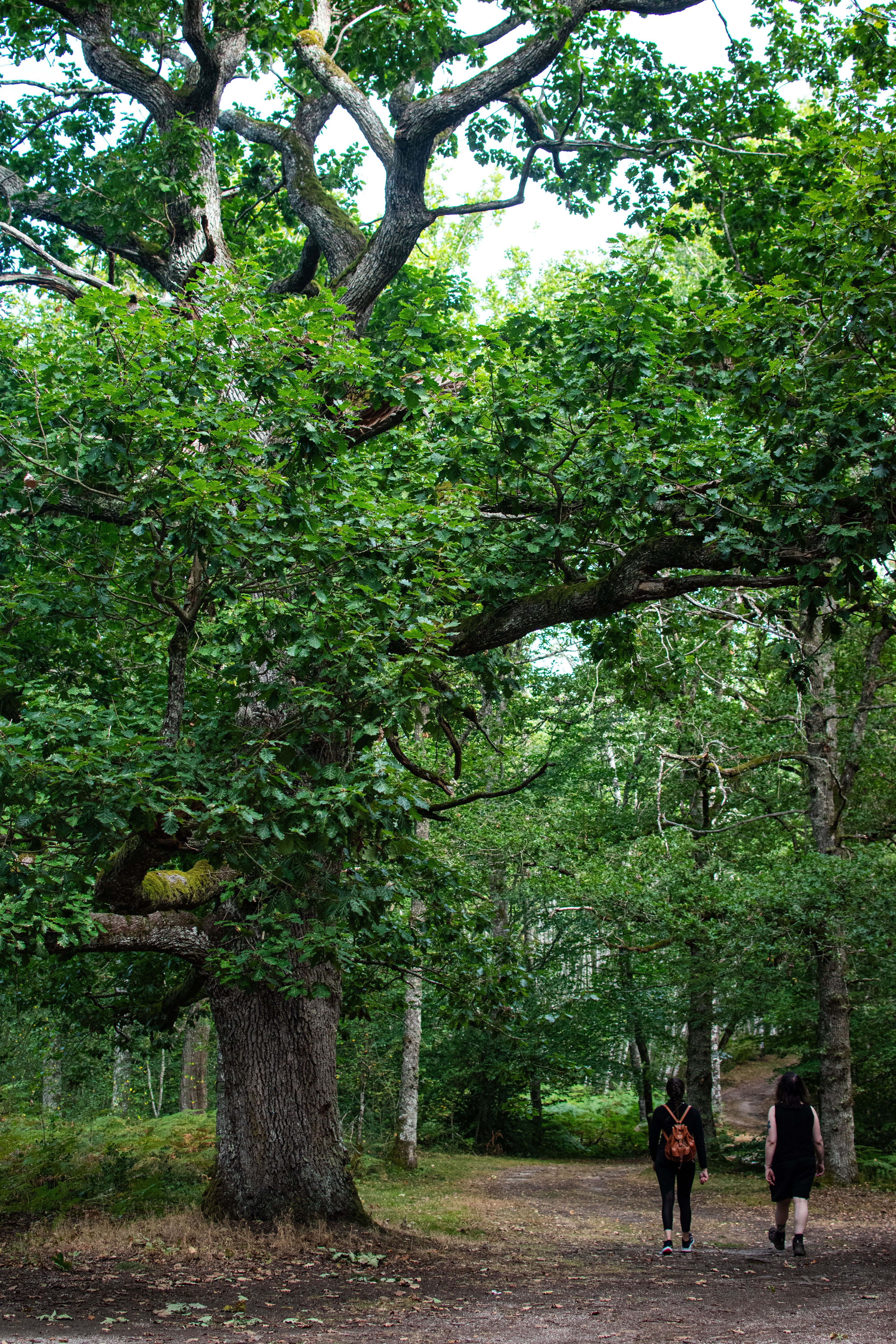 La forêt de Drouille