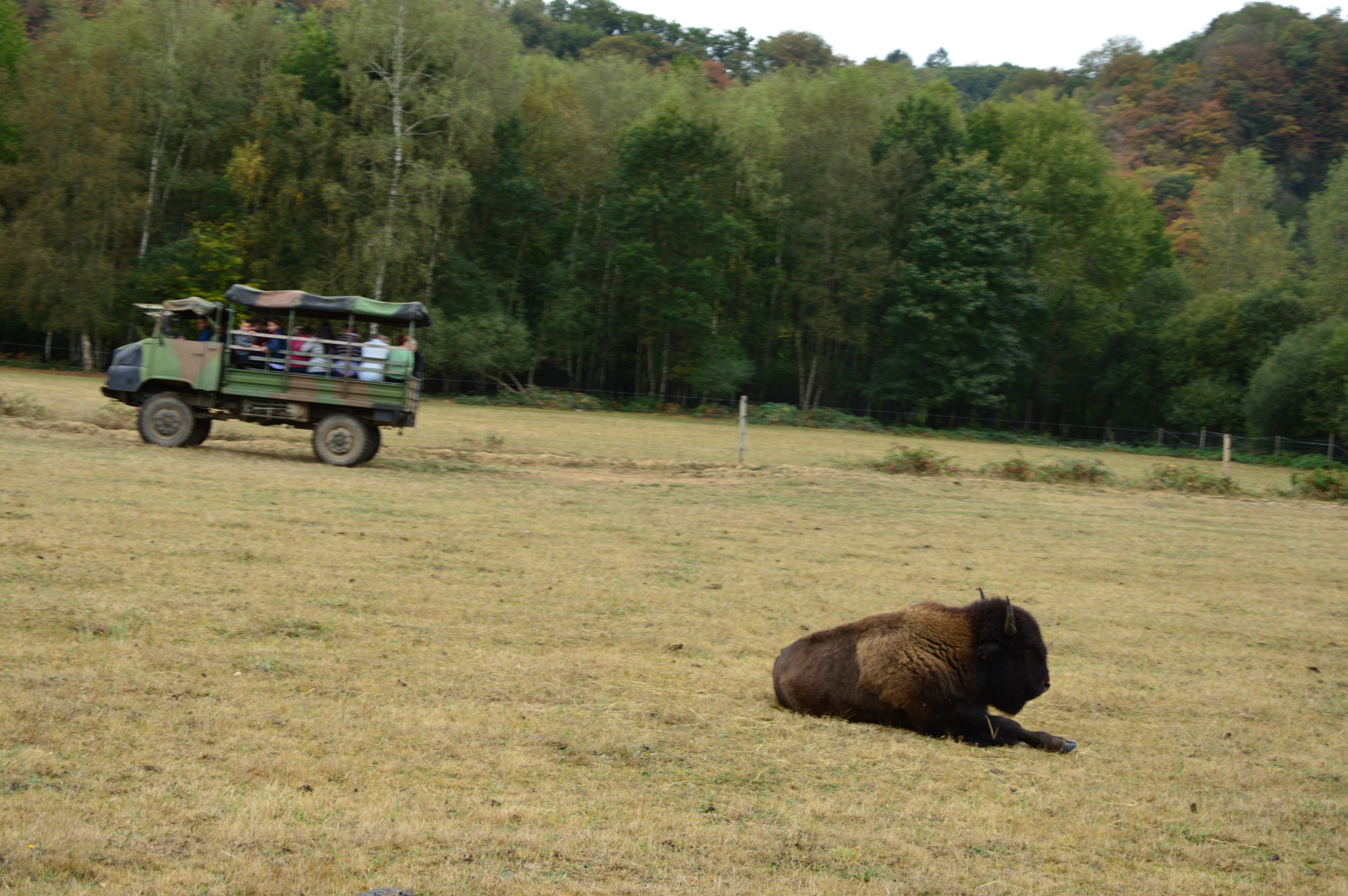 Elevage de bisons du palais, Bourganeuf - photo 2