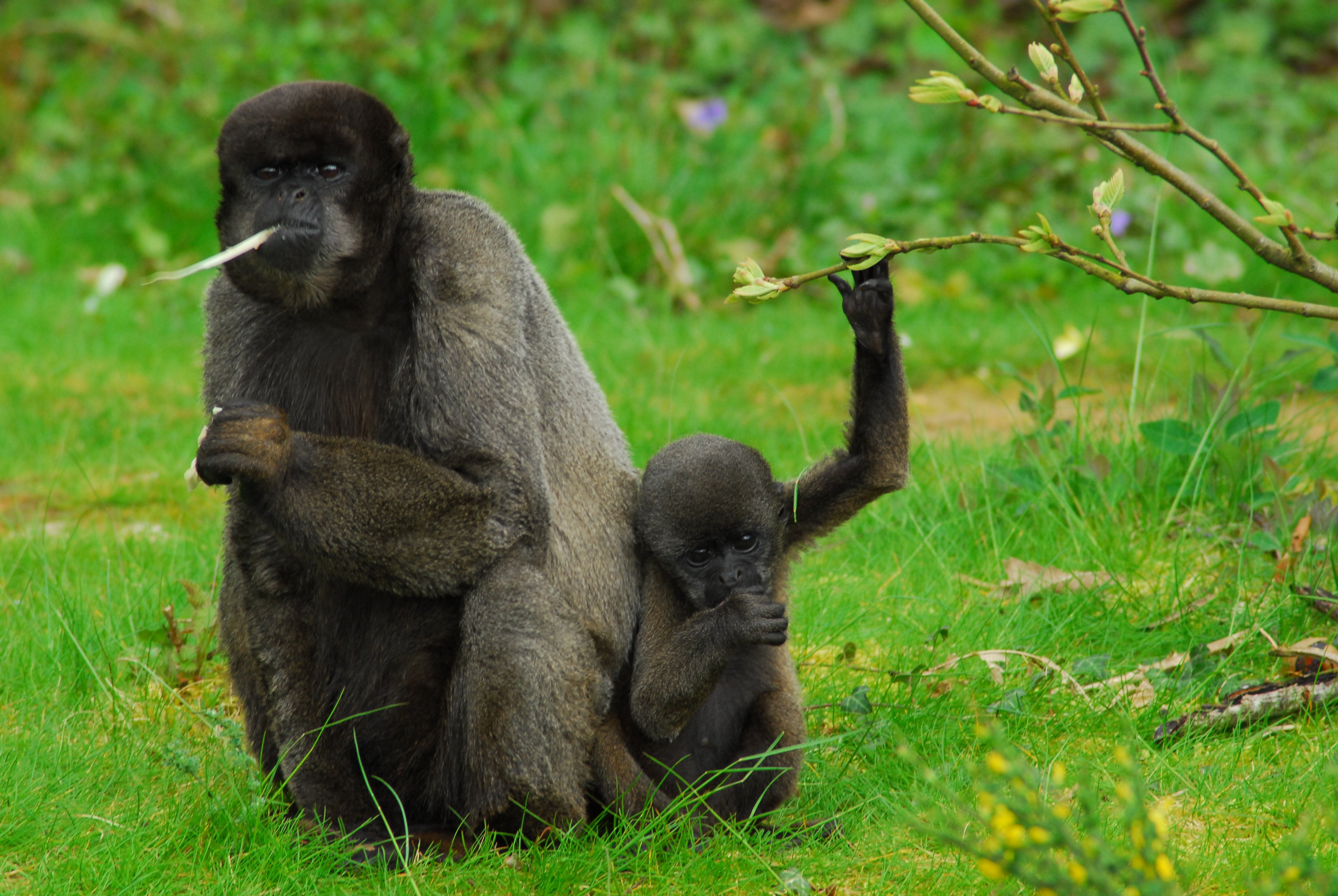 La Vallée des Singes, Romagne - photo 21