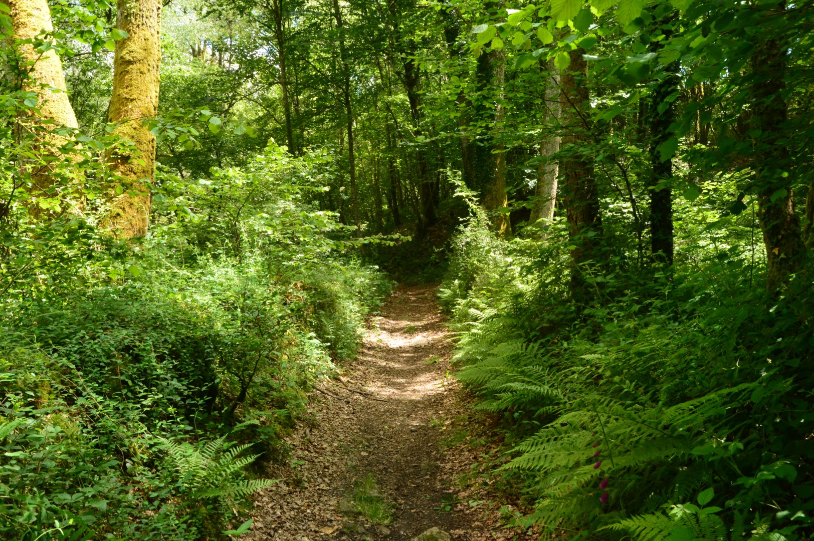 Circuit Pédestre N°4 CC : "Du Moulin à la Martinèche", Pontarion - photo 7