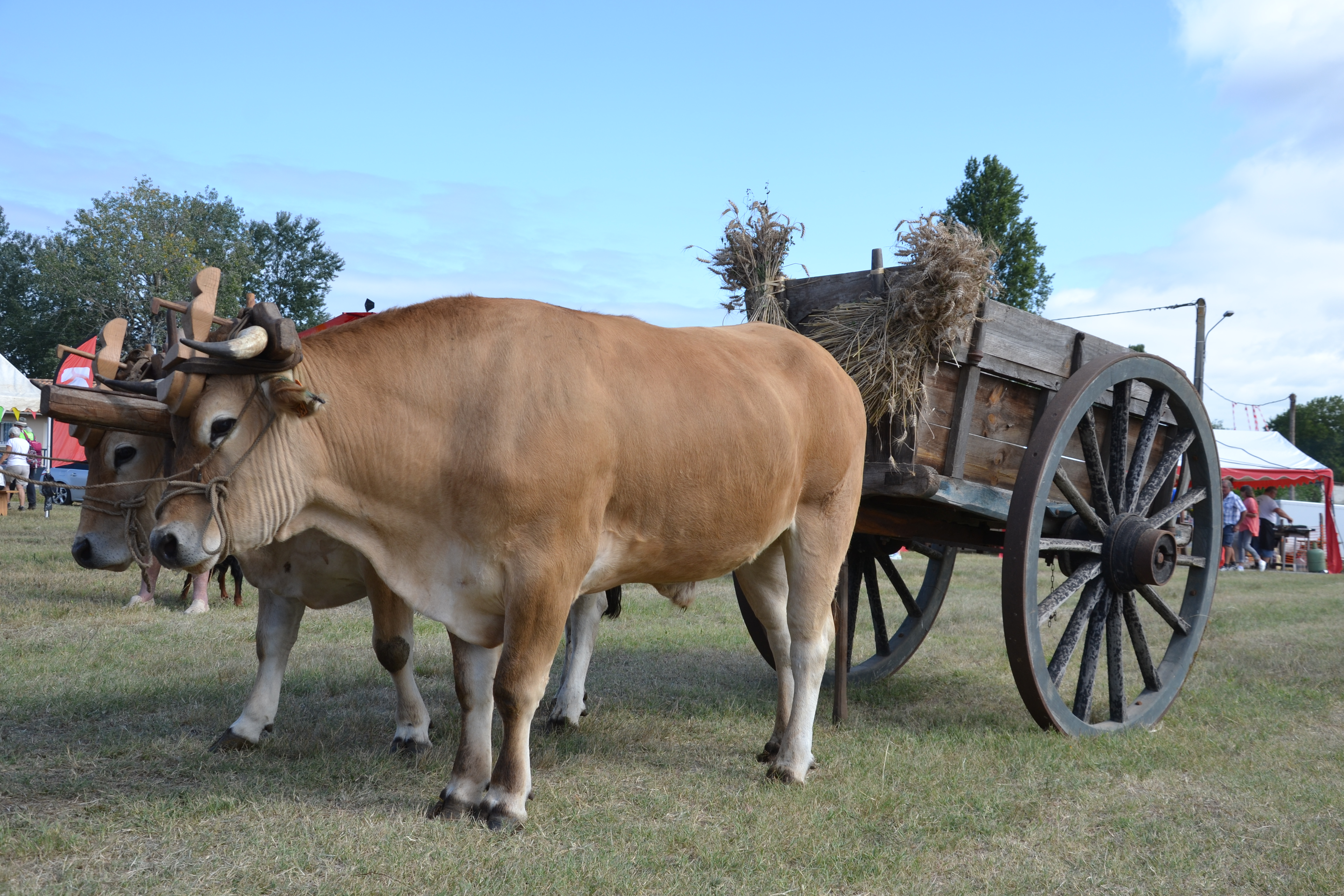 Fête des Battages à l'ancienne - photo 4