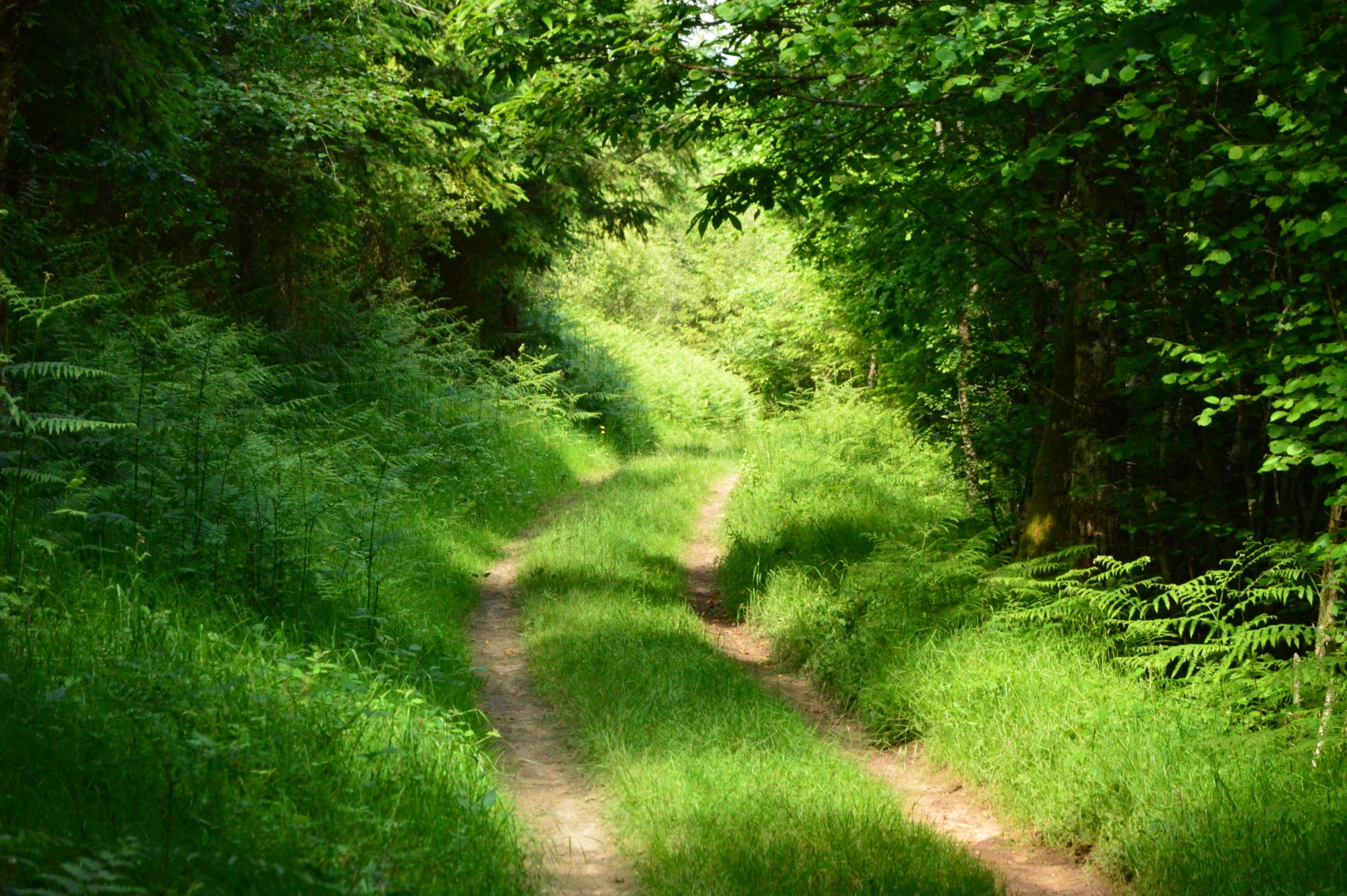 Circuit Pédestre N°4 CC : "Du Moulin à la Martinèche", Pontarion - photo 3