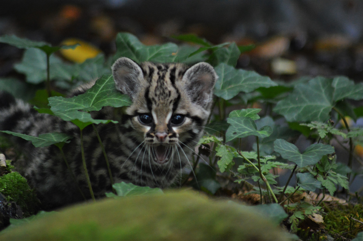 Réserve Zoologique de Calviac, Calviac-en-Périgord - photo 3