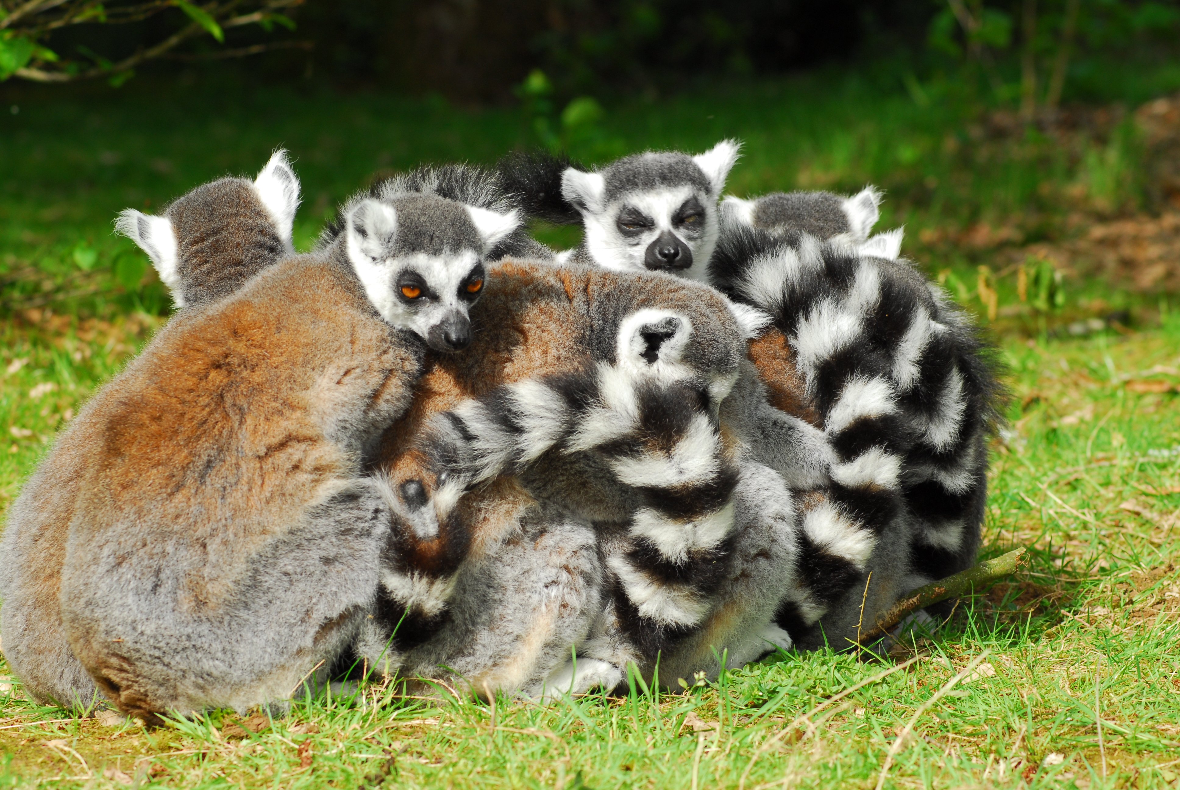 La Vallée des Singes, Romagne - photo 22