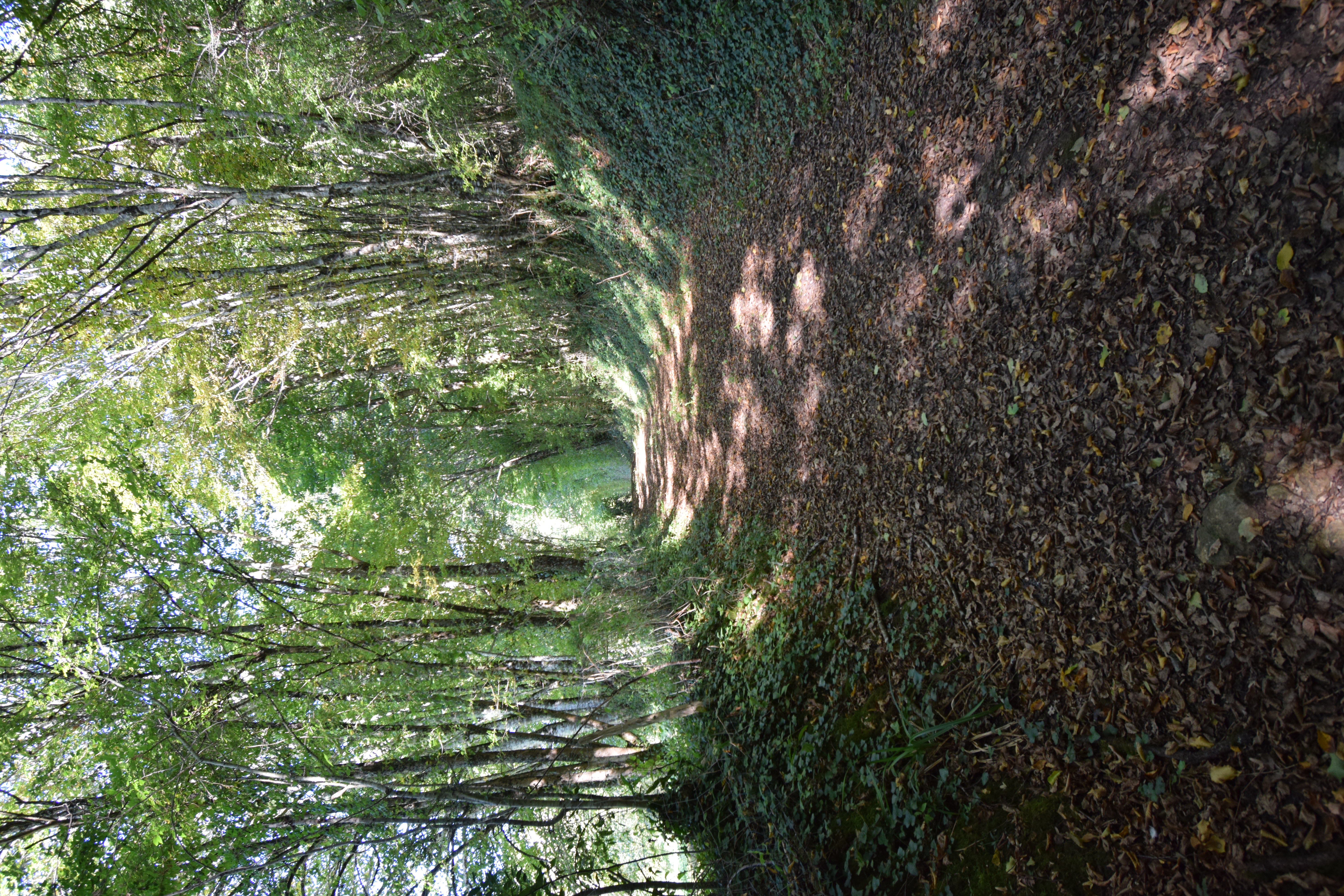 Boucle de la Soulège, Saint-Quentin-de-Caplong - photo 3