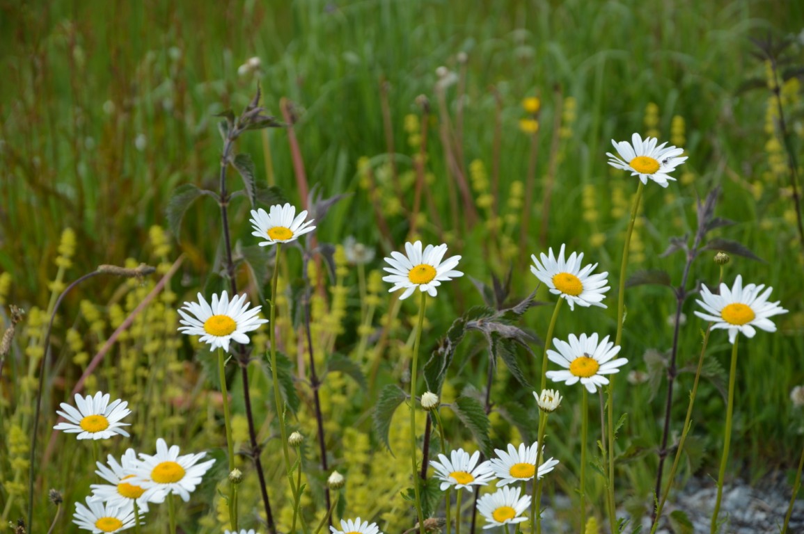 Stage cuisine sauvage - 50 plantes d'été