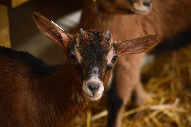 Les chèvres de Brassenx