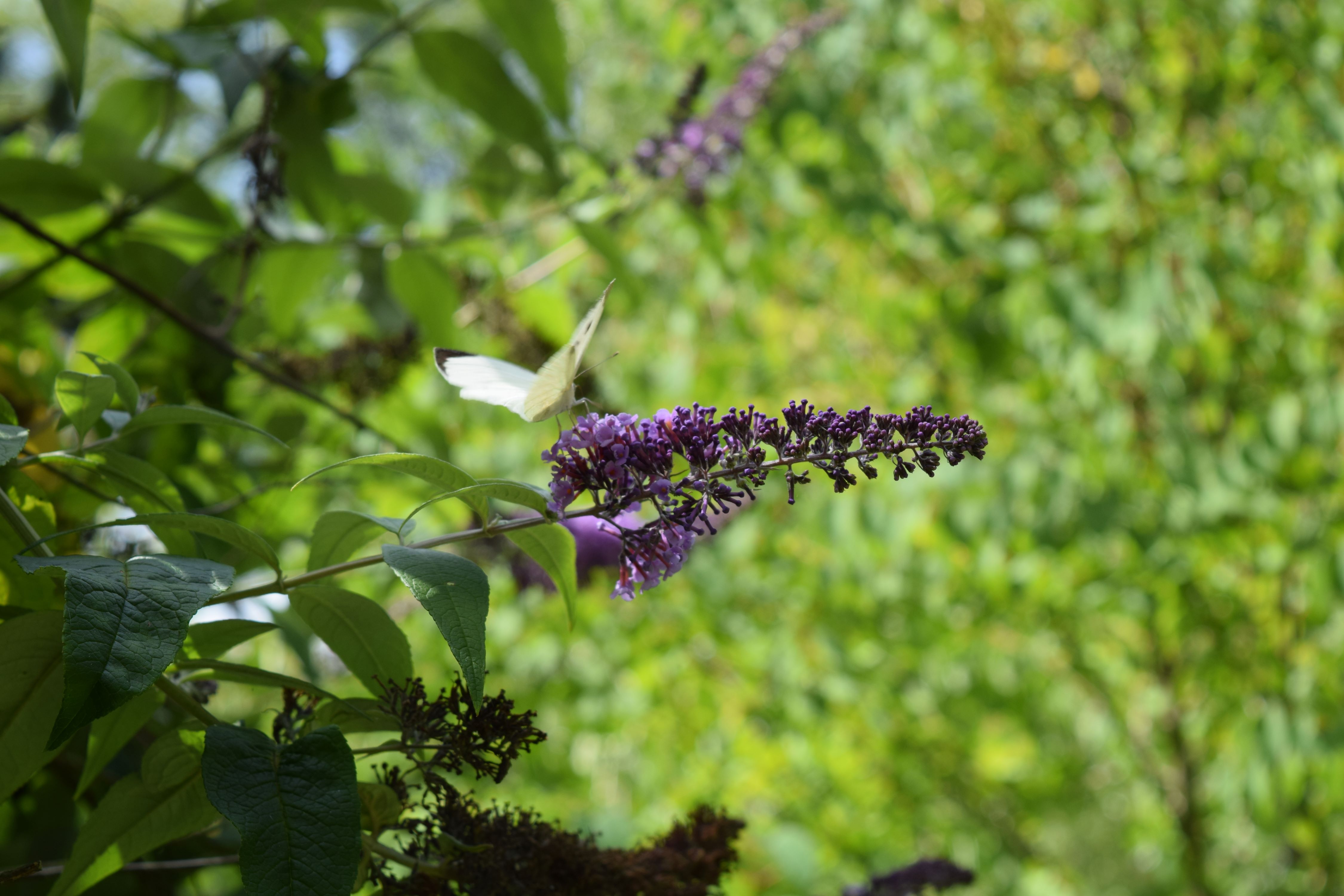 A Fleur d'eau, Cherveux - photo 3