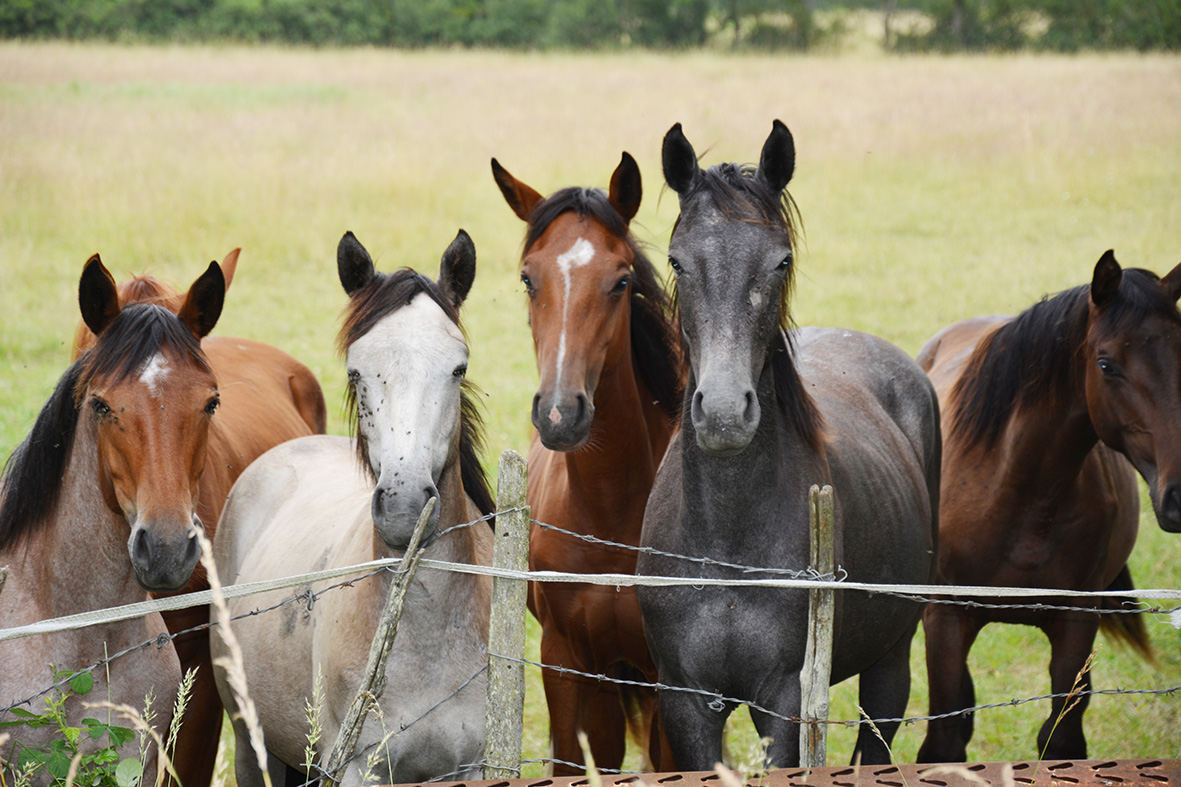 La Boucle du Marais - photo 5