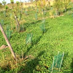 Maison de site d'Arjuzanx, Morcenx-la-Nouvelle - photo 6