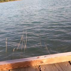 Maison de site d'Arjuzanx, Morcenx-la-Nouvelle - photo 7