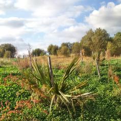 Maison de site d'Arjuzanx, Morcenx-la-Nouvelle - photo 13