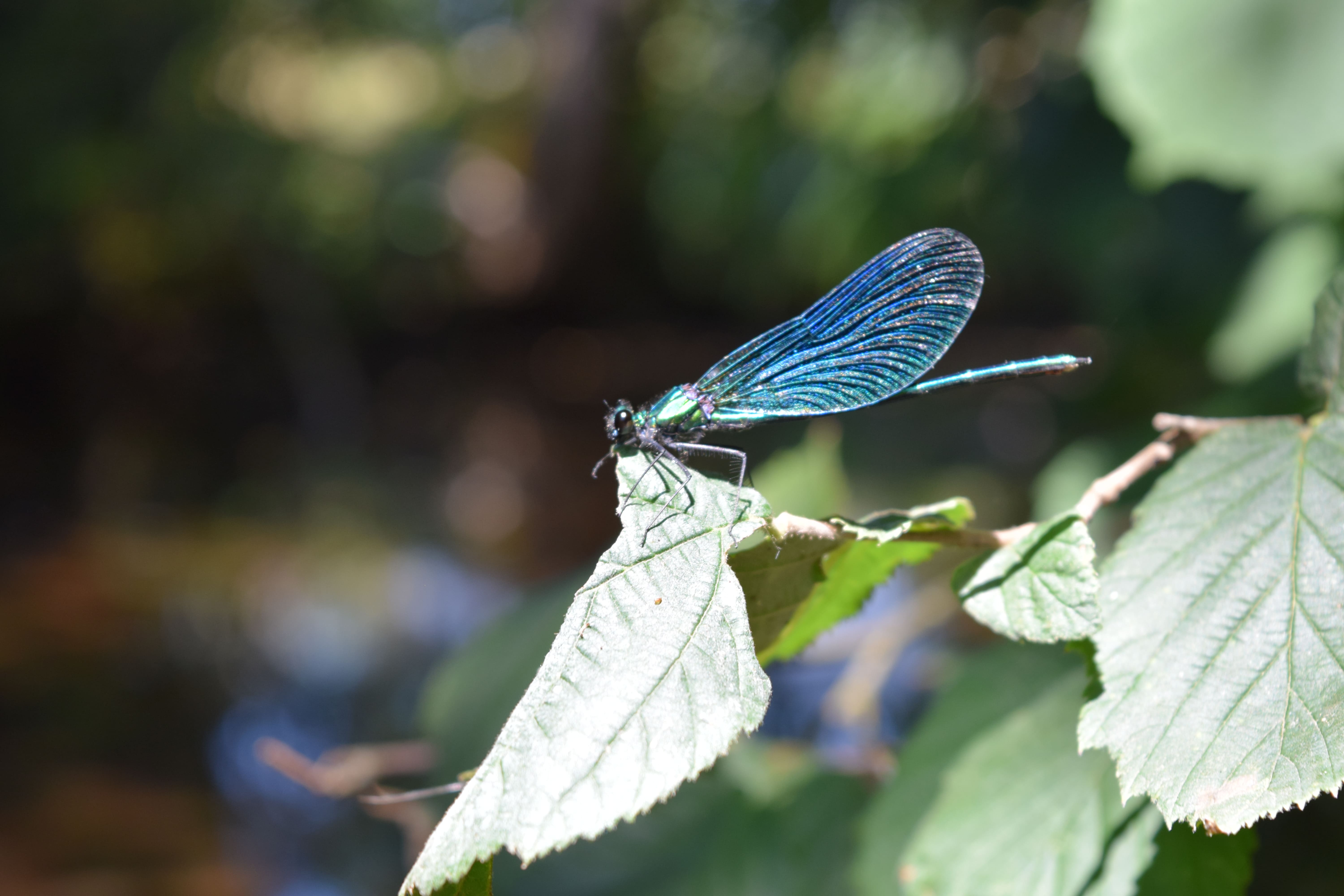 Le Chambon et la Ligueure, Augé - photo 4