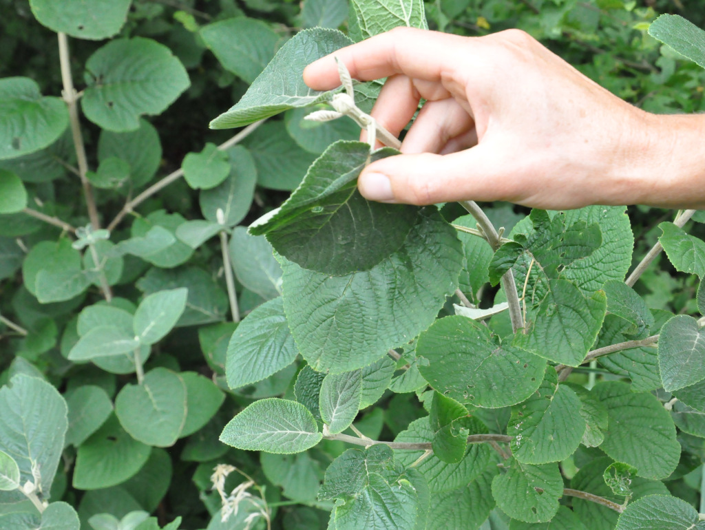 Découverte des plantes sauvages