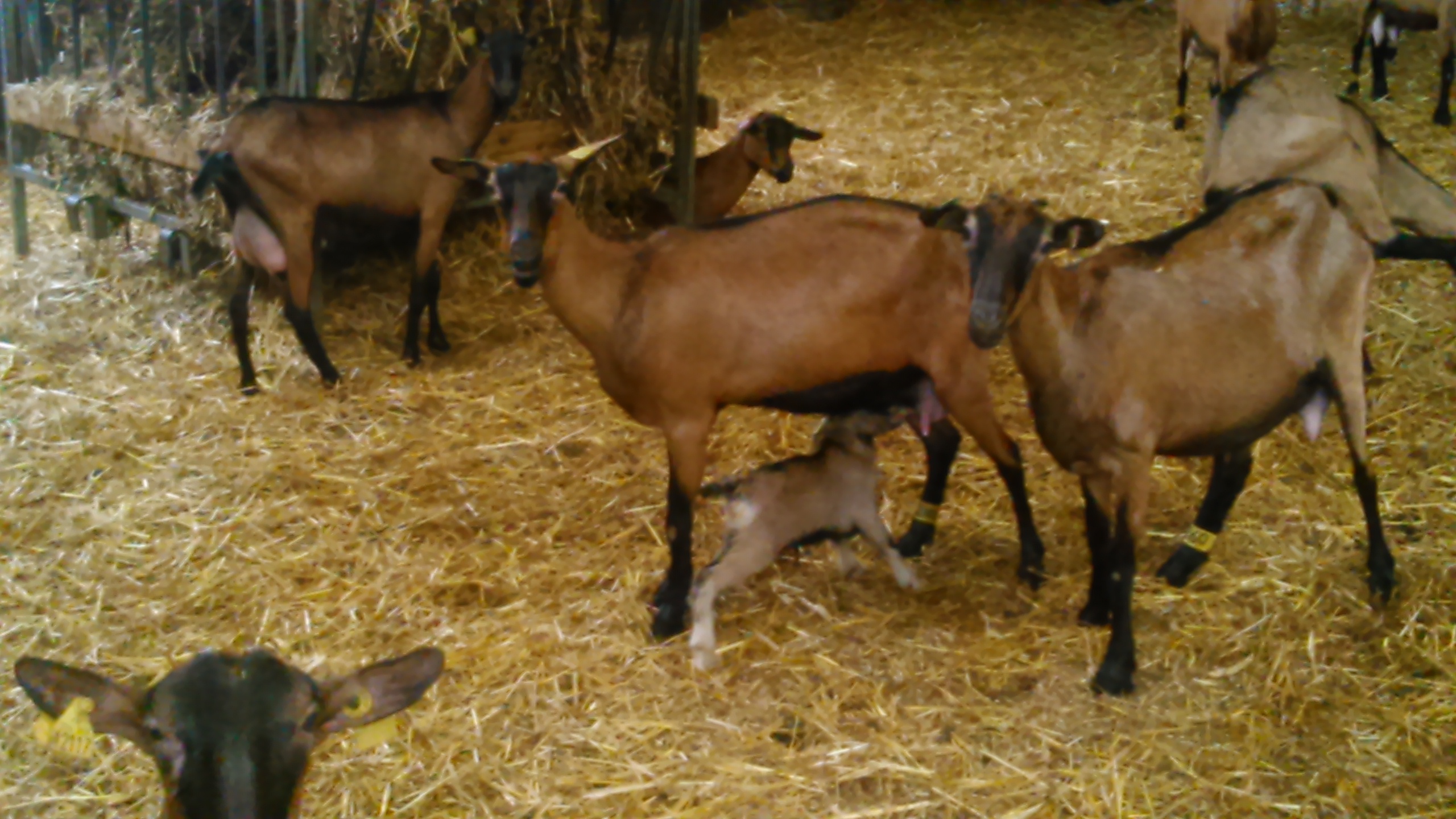 GAEC Lait'Nergie — photo 3