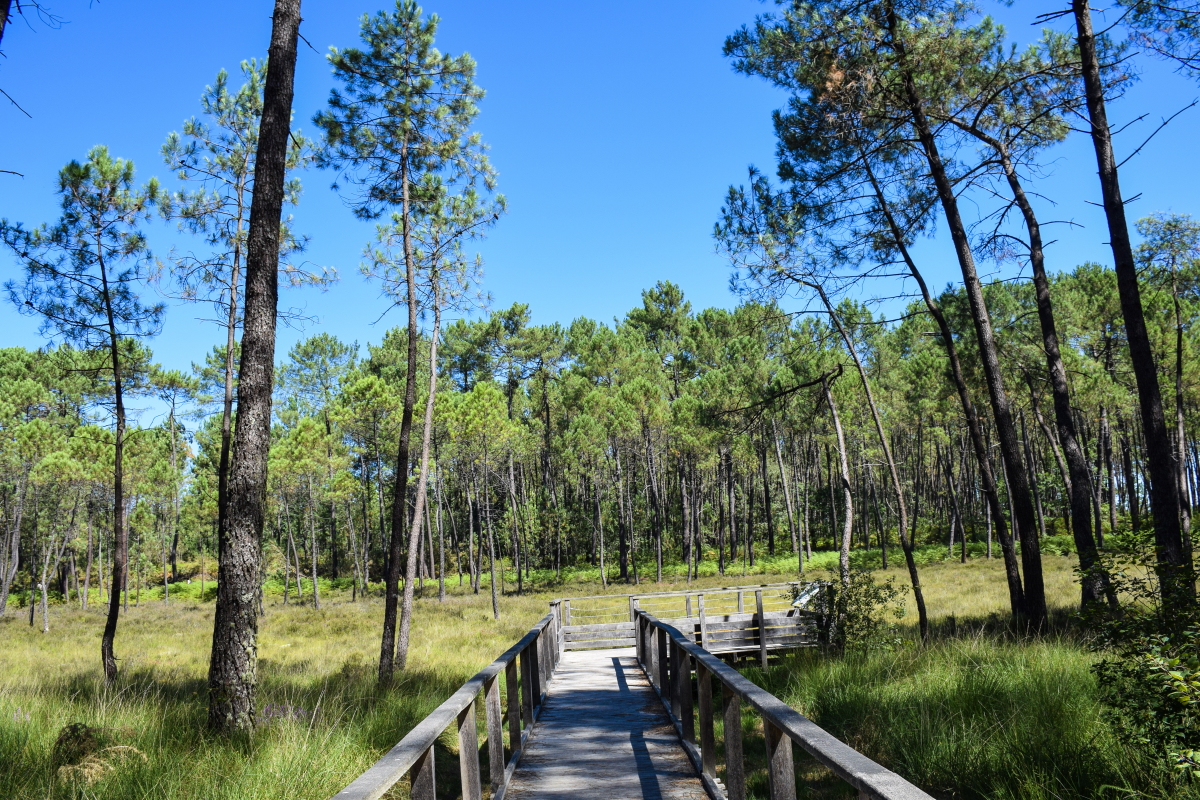 Sentier des Tourbières de l'Estanque