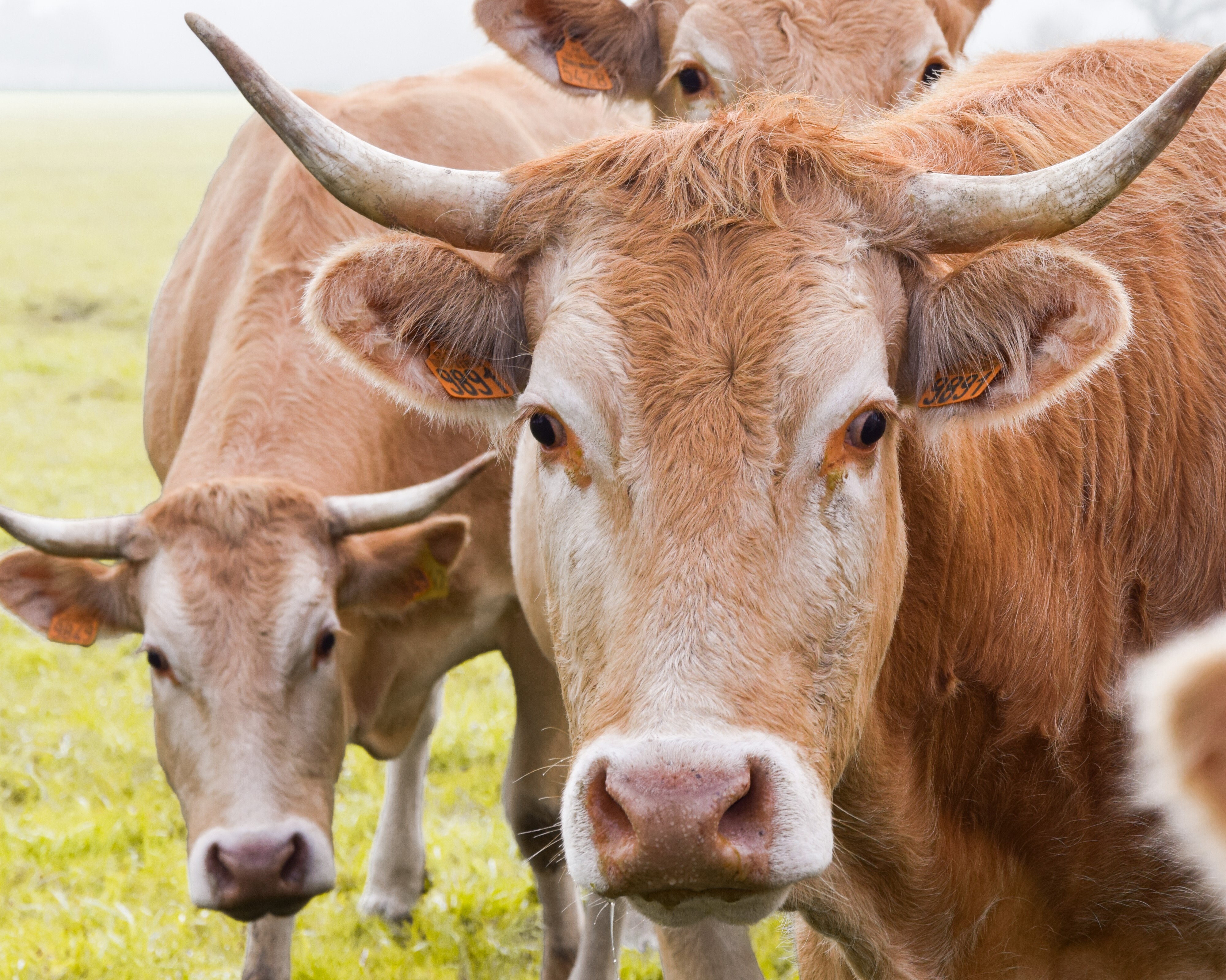 Château Saint-Hilaire - photo 3