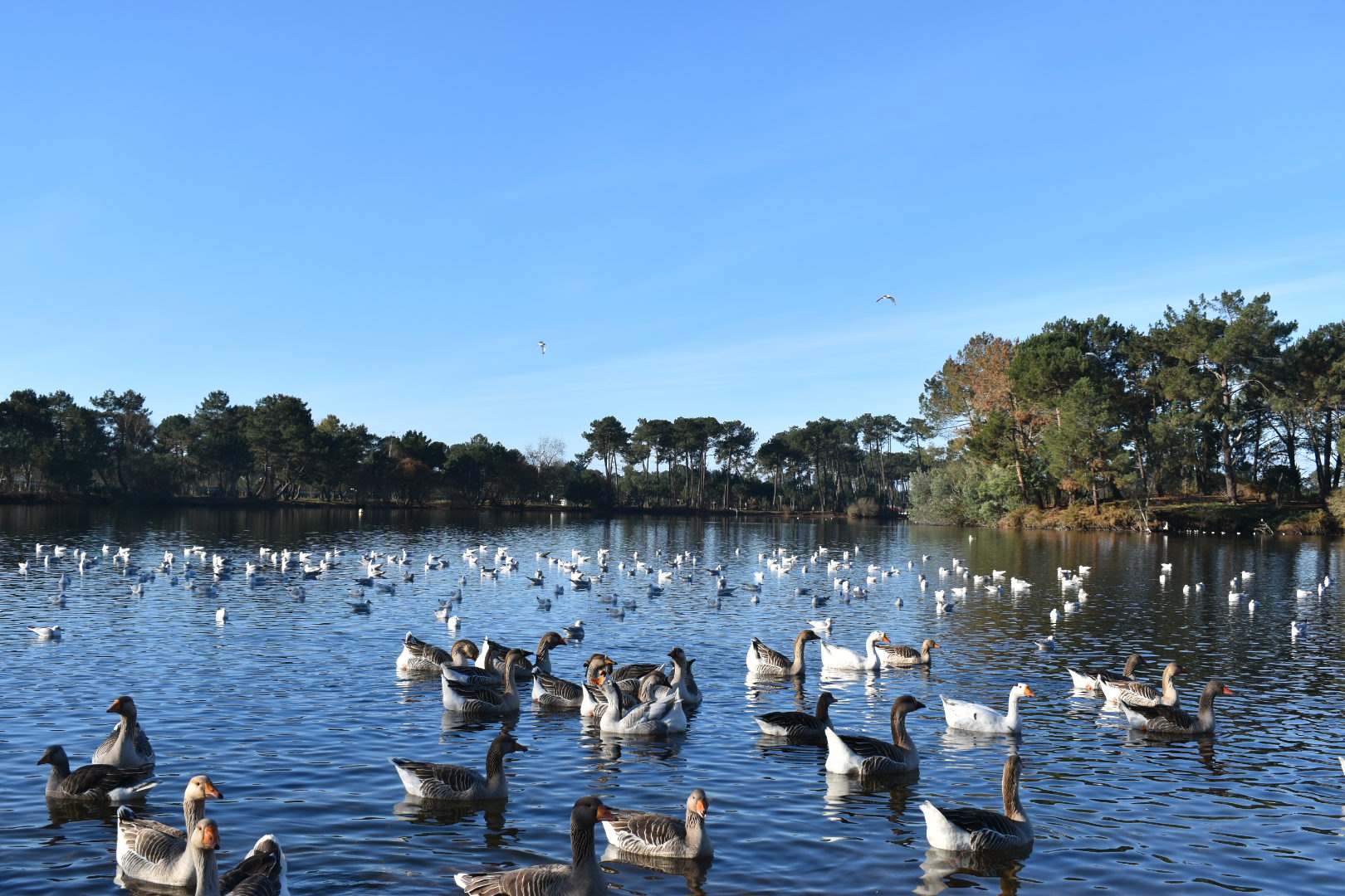 Lac de la Magdeleine