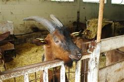 La Ferme de Lanset - Aydius