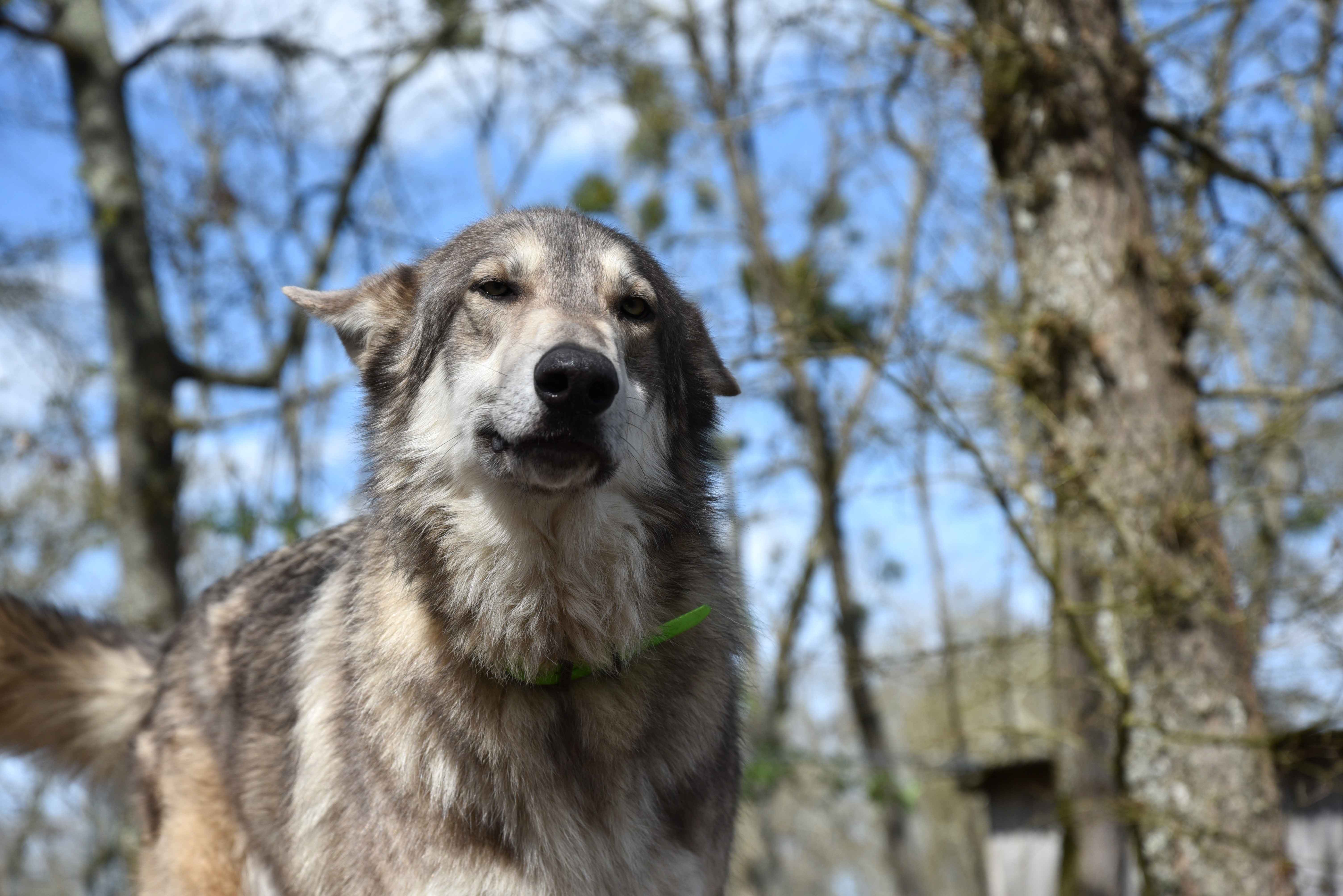 Wolfdog Paradise, Ruffiac