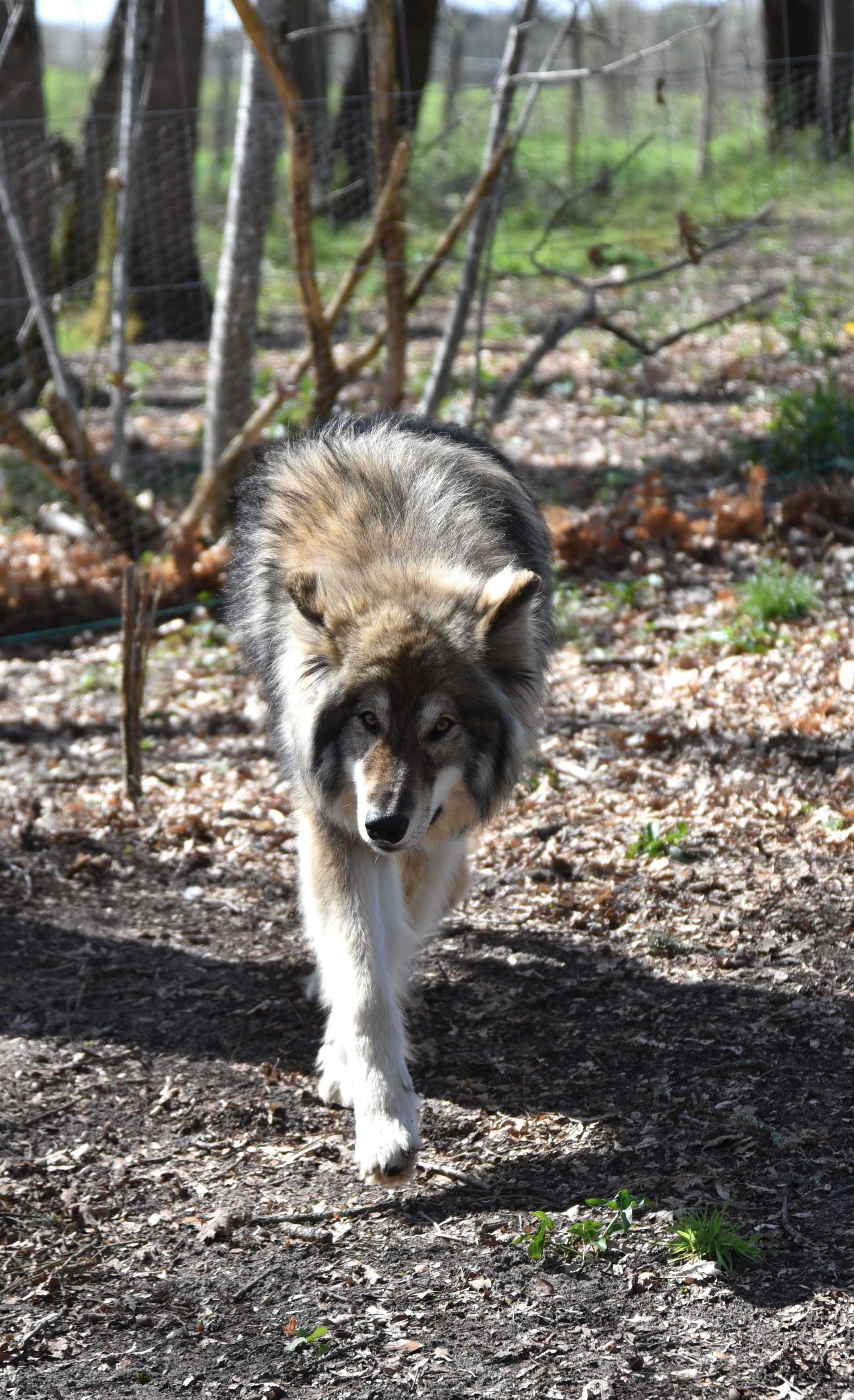 Wolfdog Paradise, Ruffiac - photo 3