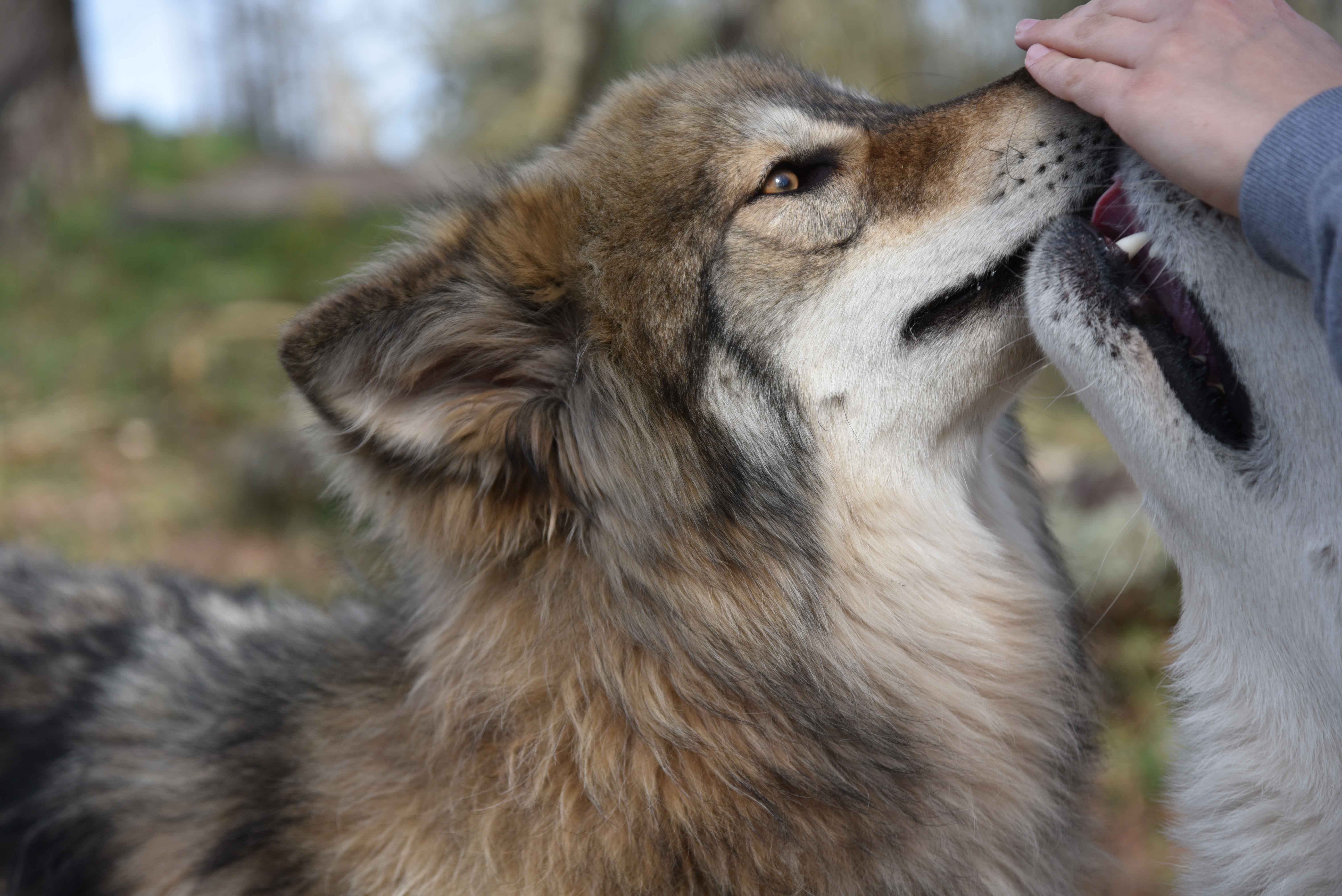 Wolfdog Paradise, Ruffiac - photo 6