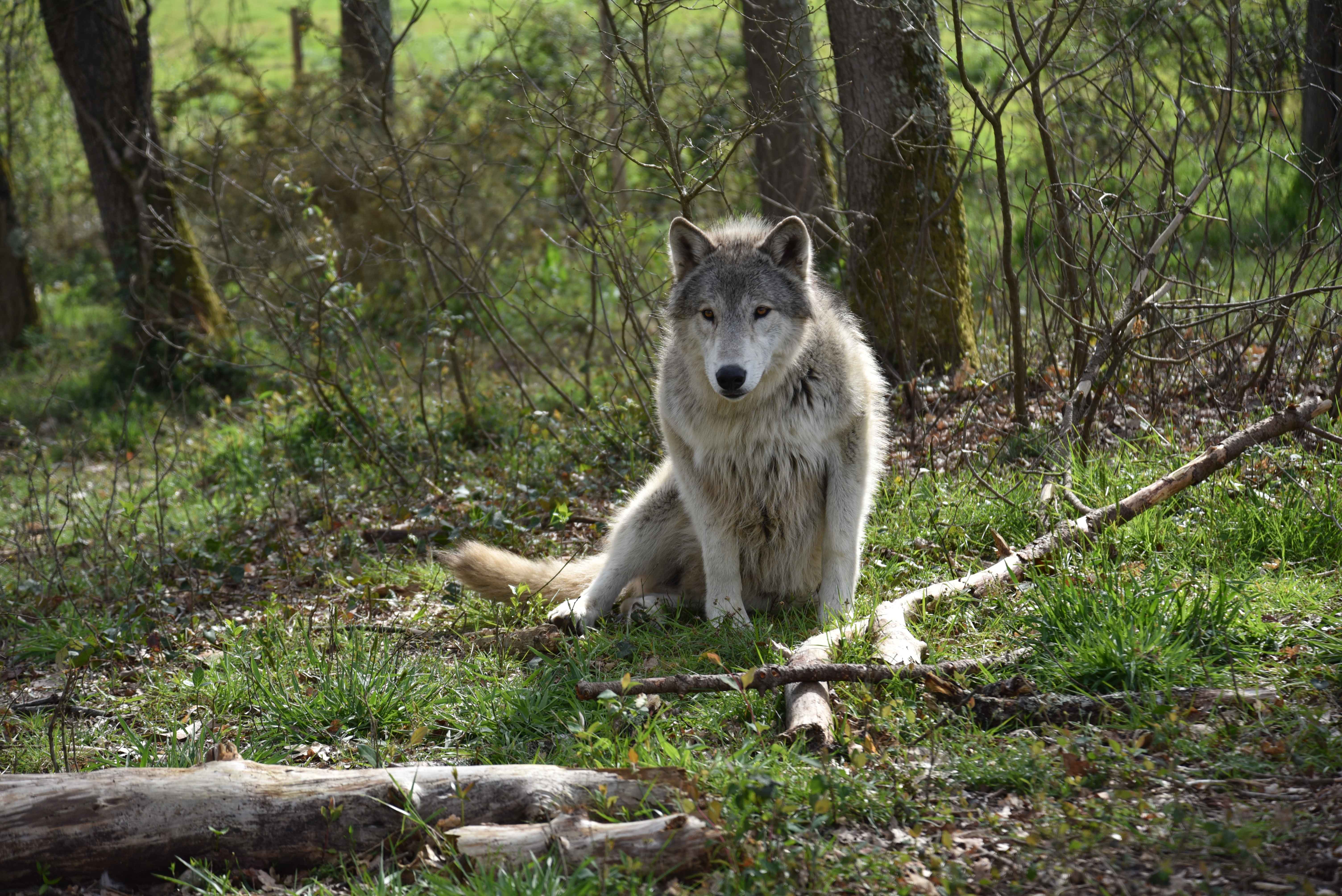 Wolfdog Paradise, Ruffiac - photo 2