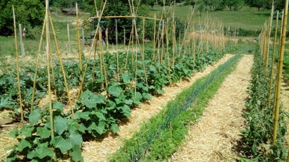 Les jardins de Boscornut - photo 2